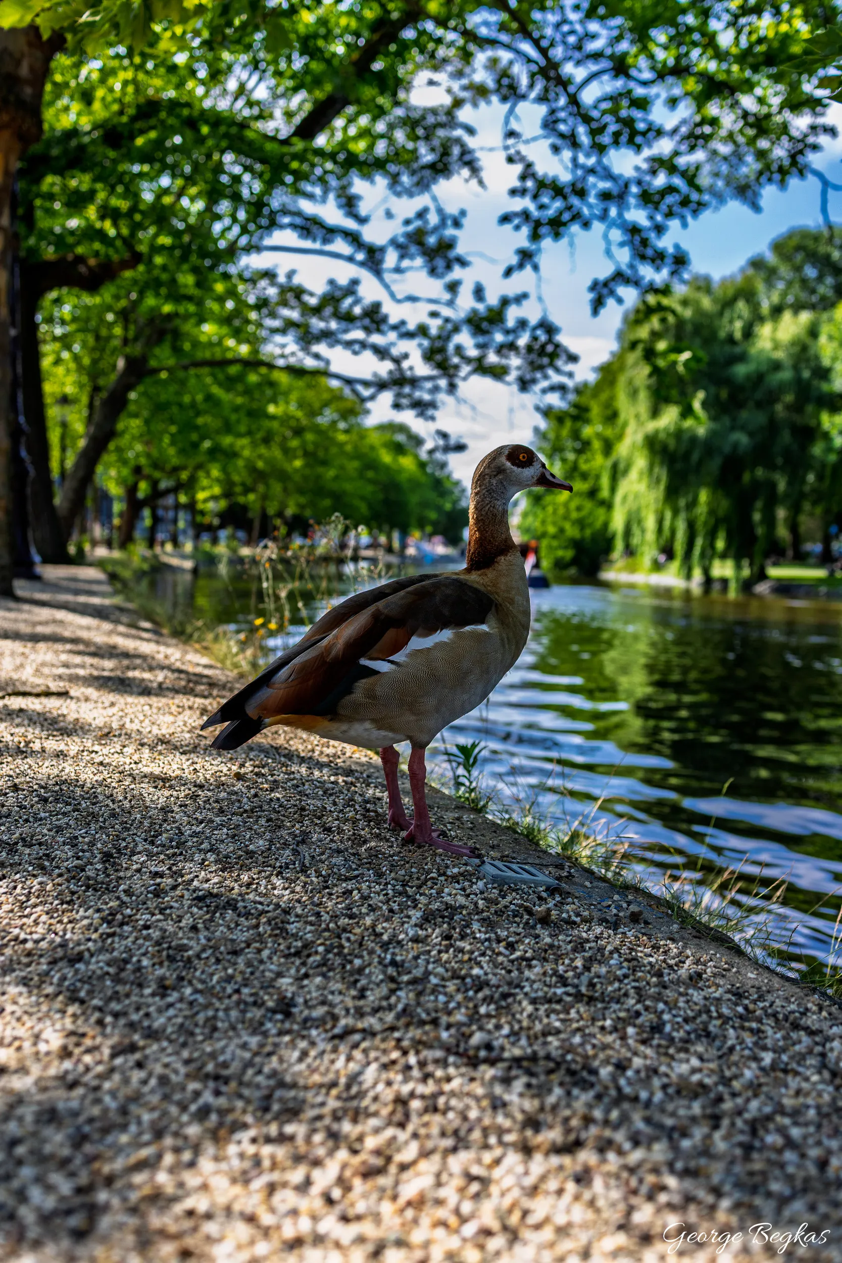 Netherlands — 12