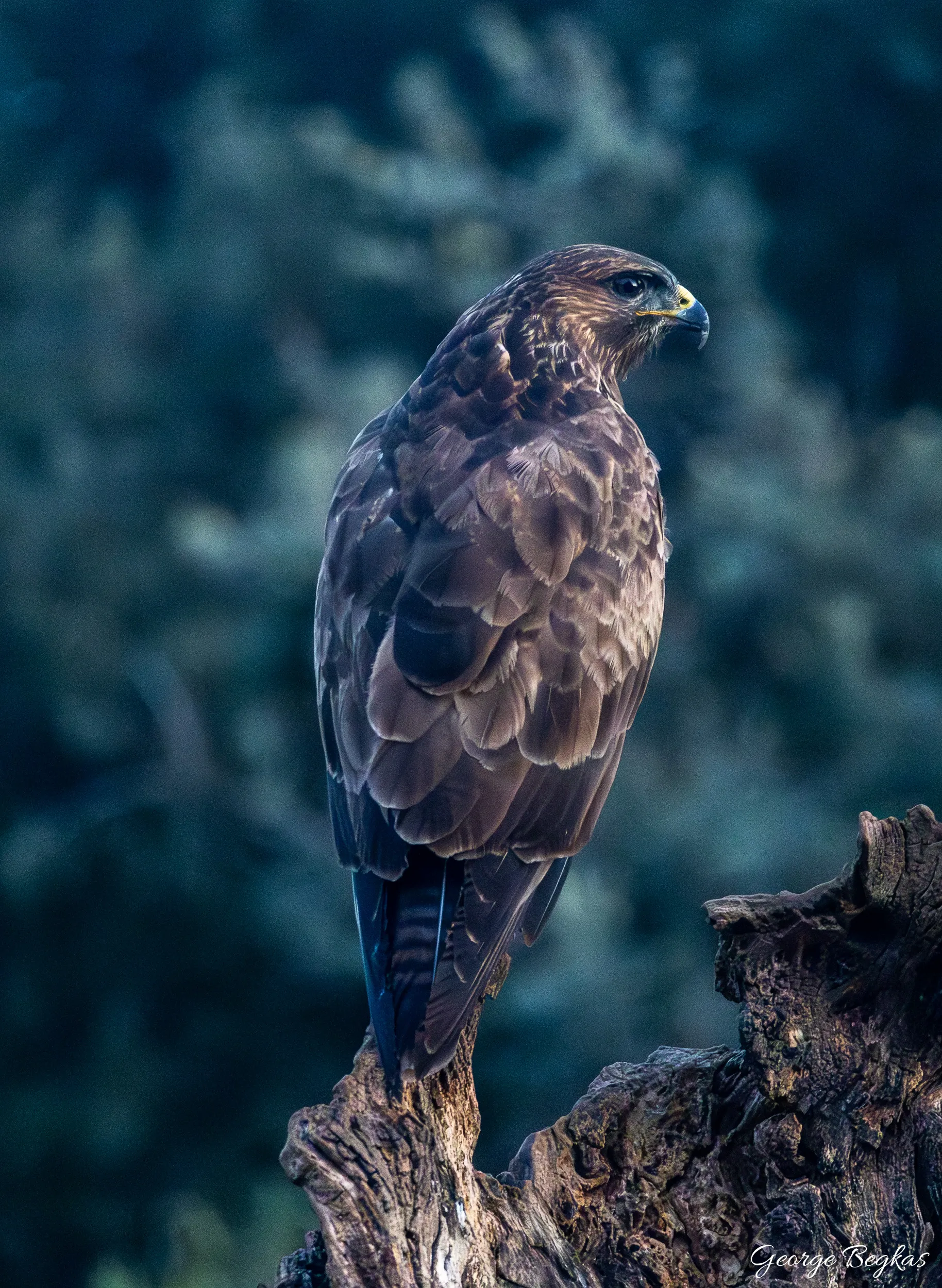 Iberian Wildlife — 40