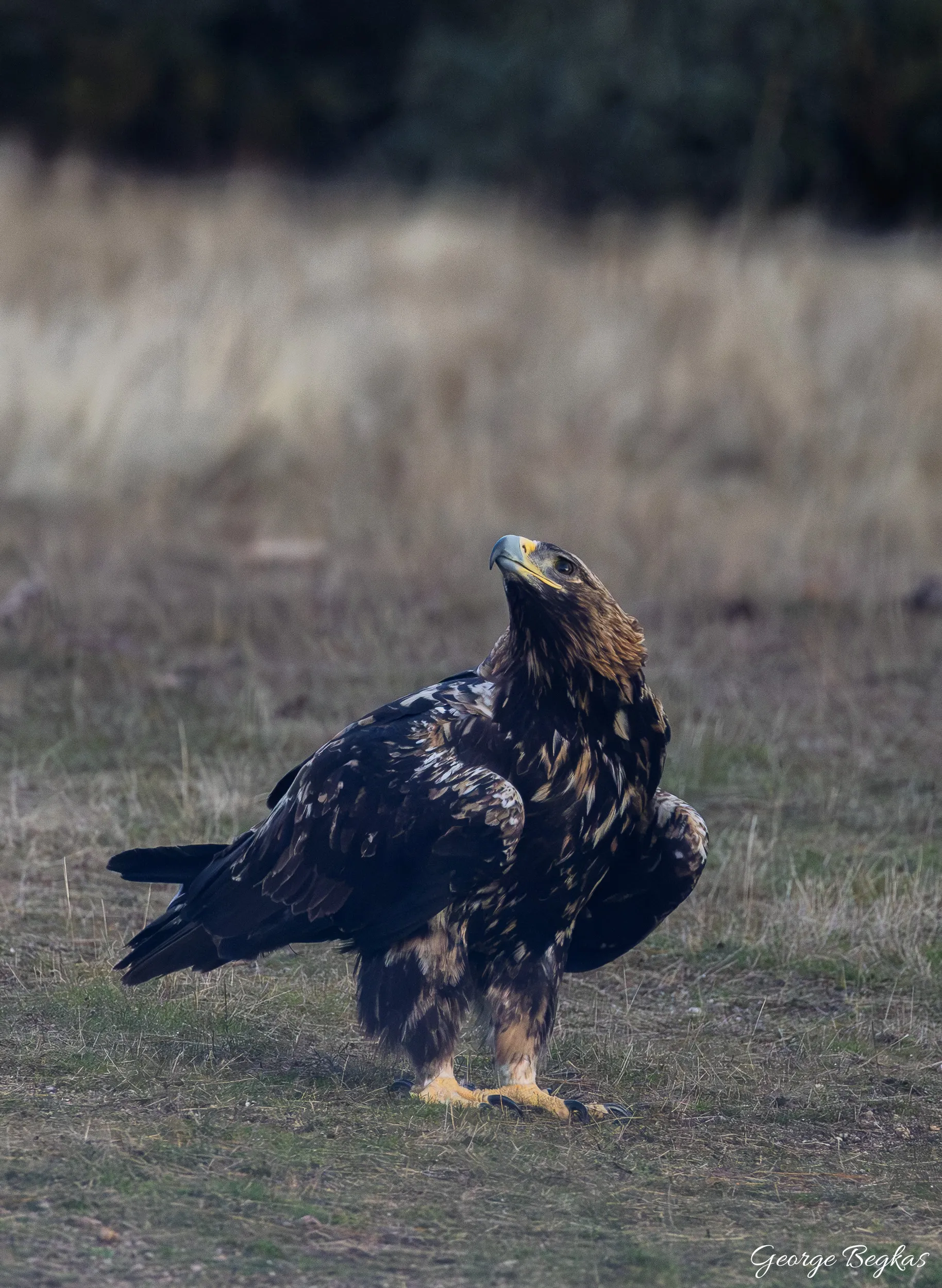 Iberian Wildlife — 41