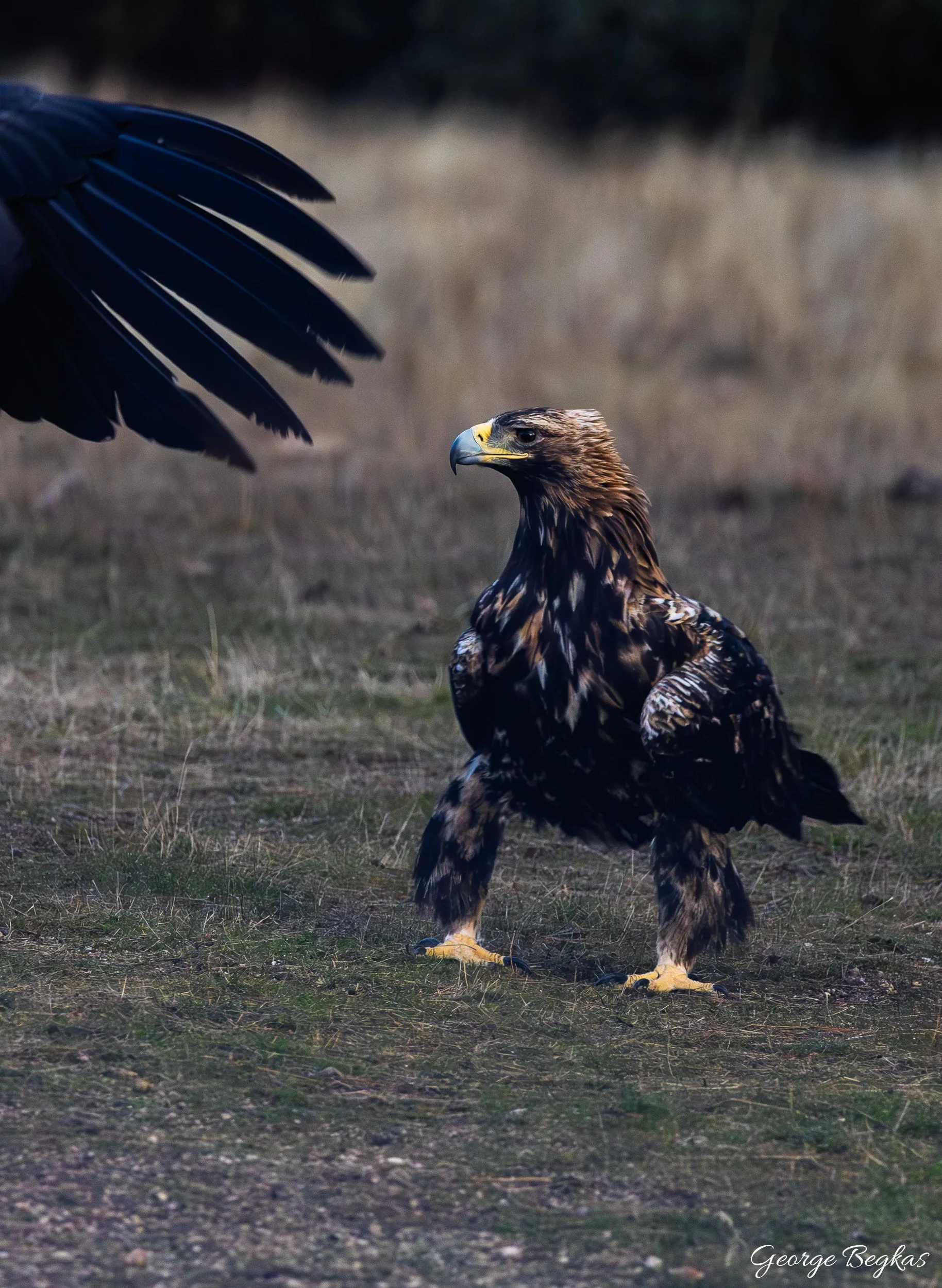 Iberian Wildlife — 42
