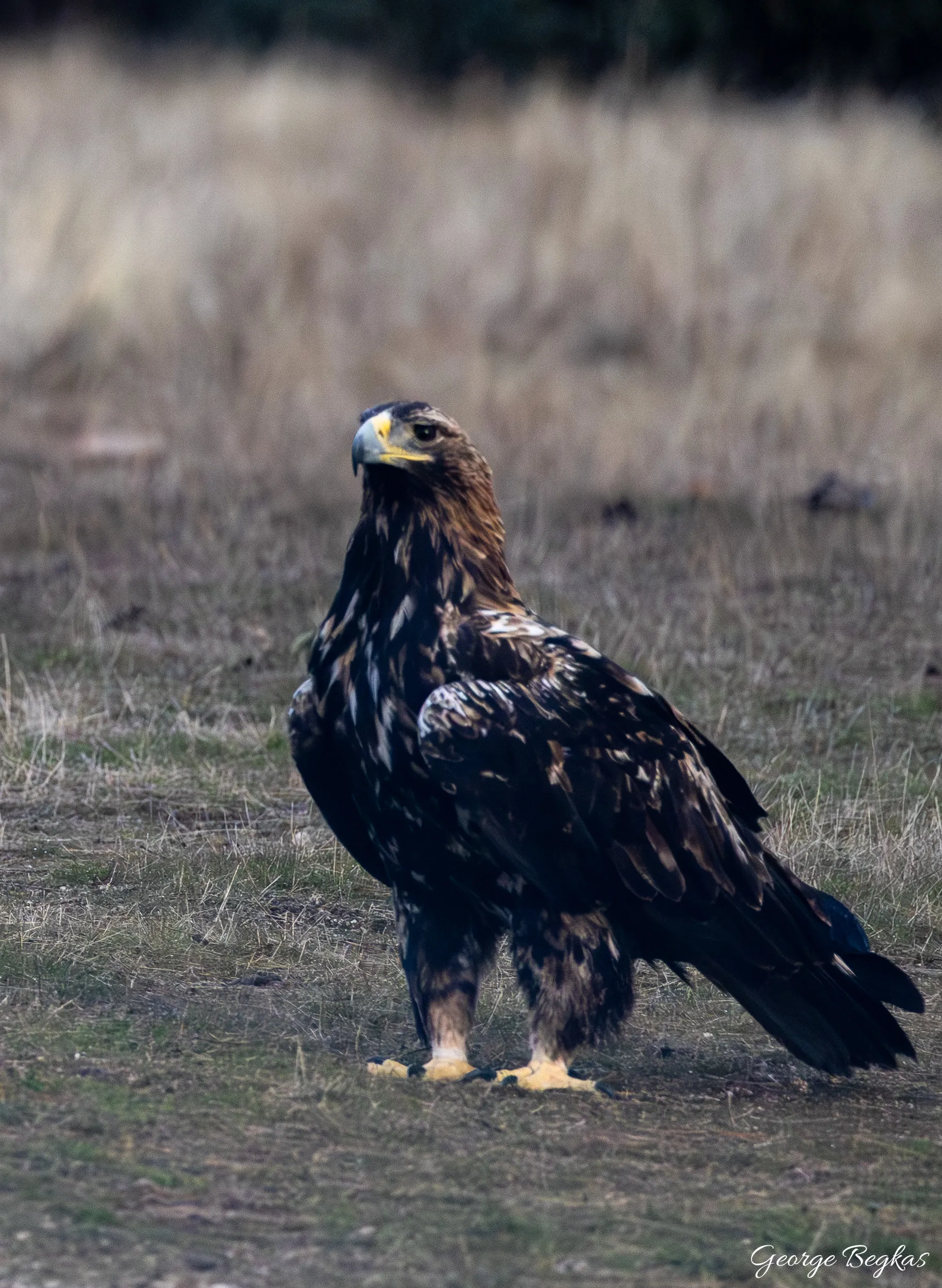 Iberian Wildlife — 43