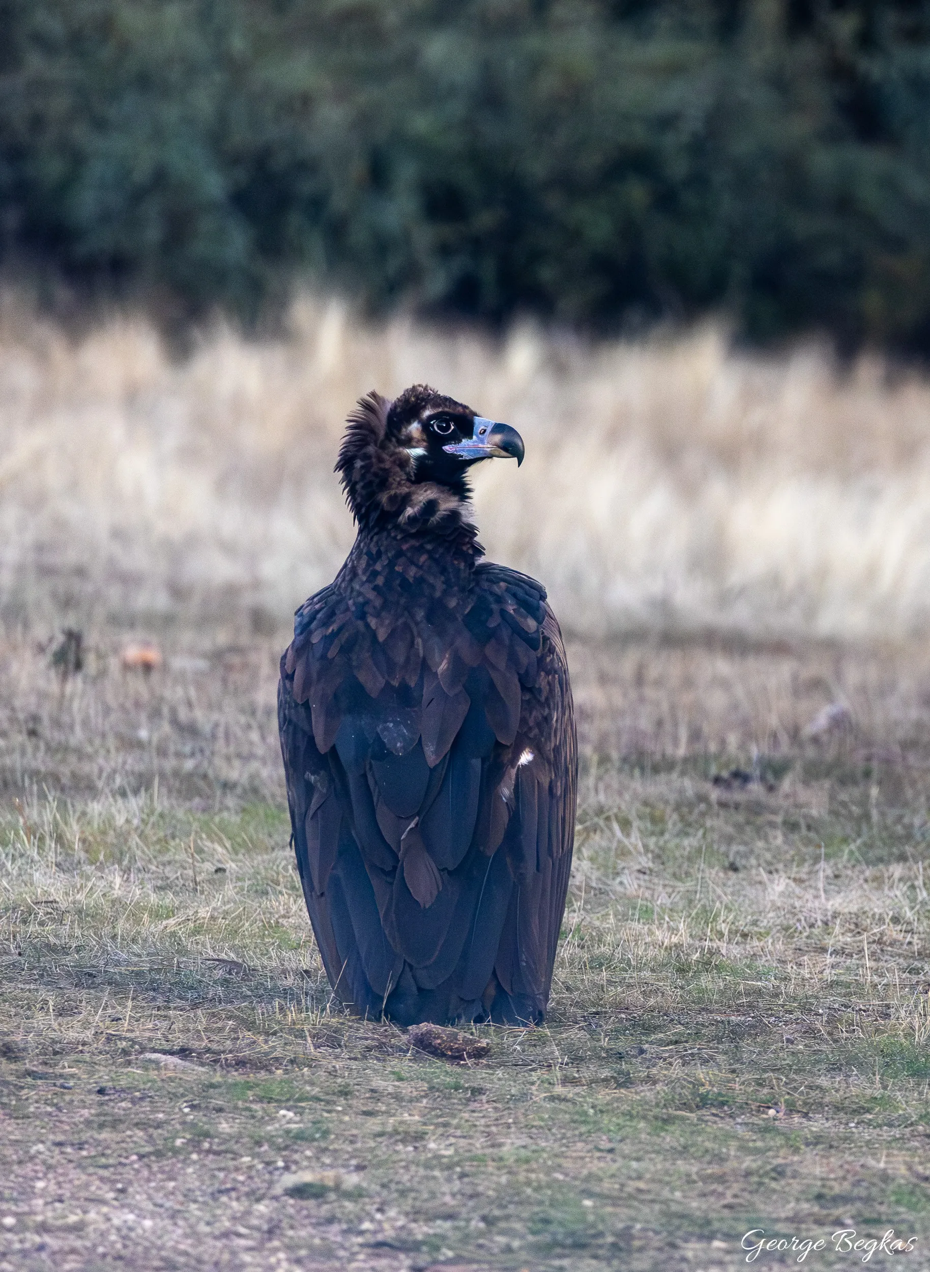 Iberian Wildlife — 44