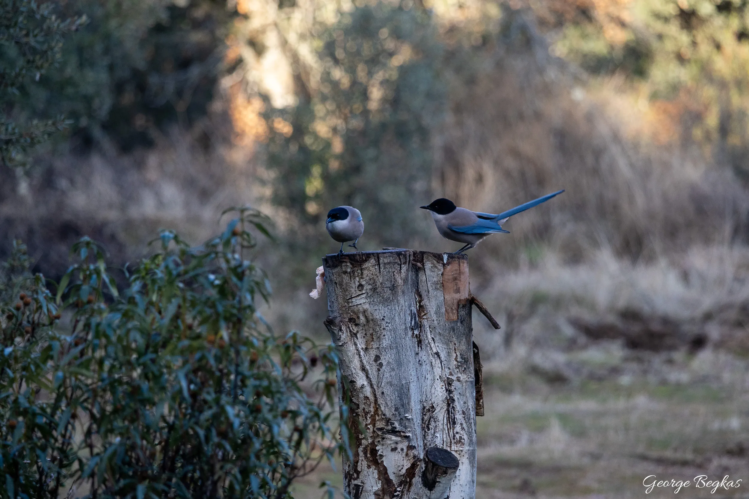 Iberian Wildlife — 45
