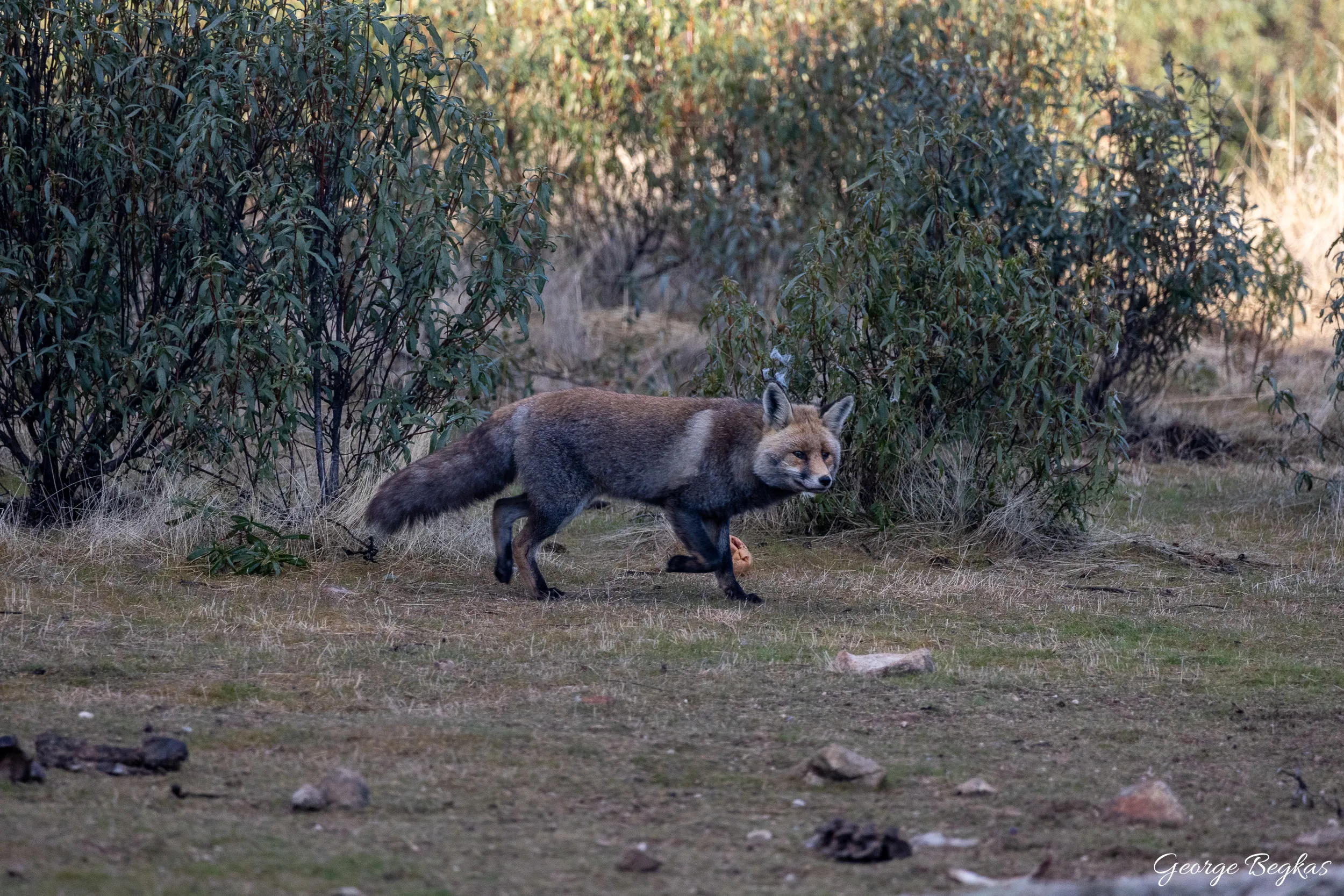 Iberian Wildlife — 46