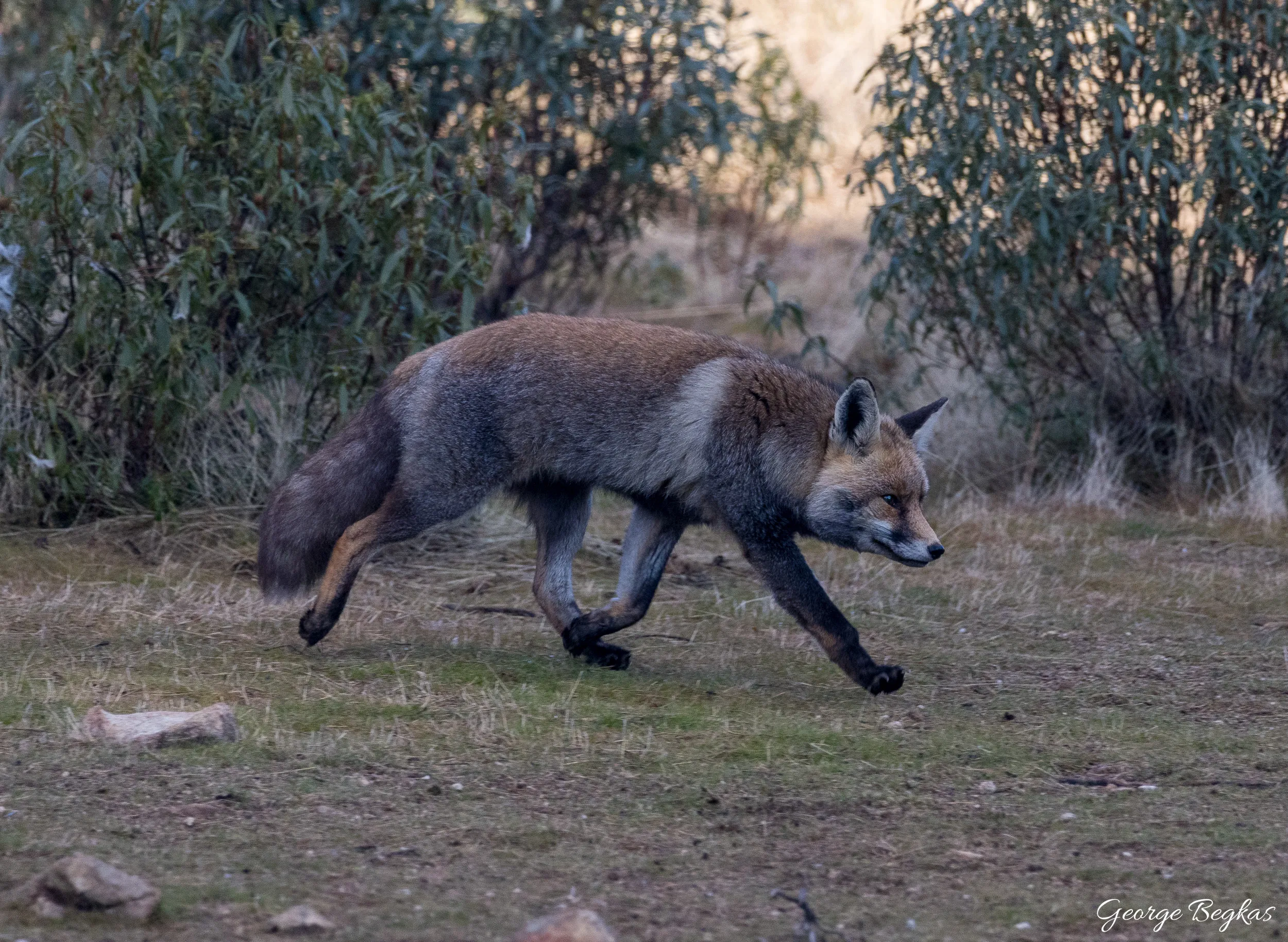 Iberian Wildlife — 47