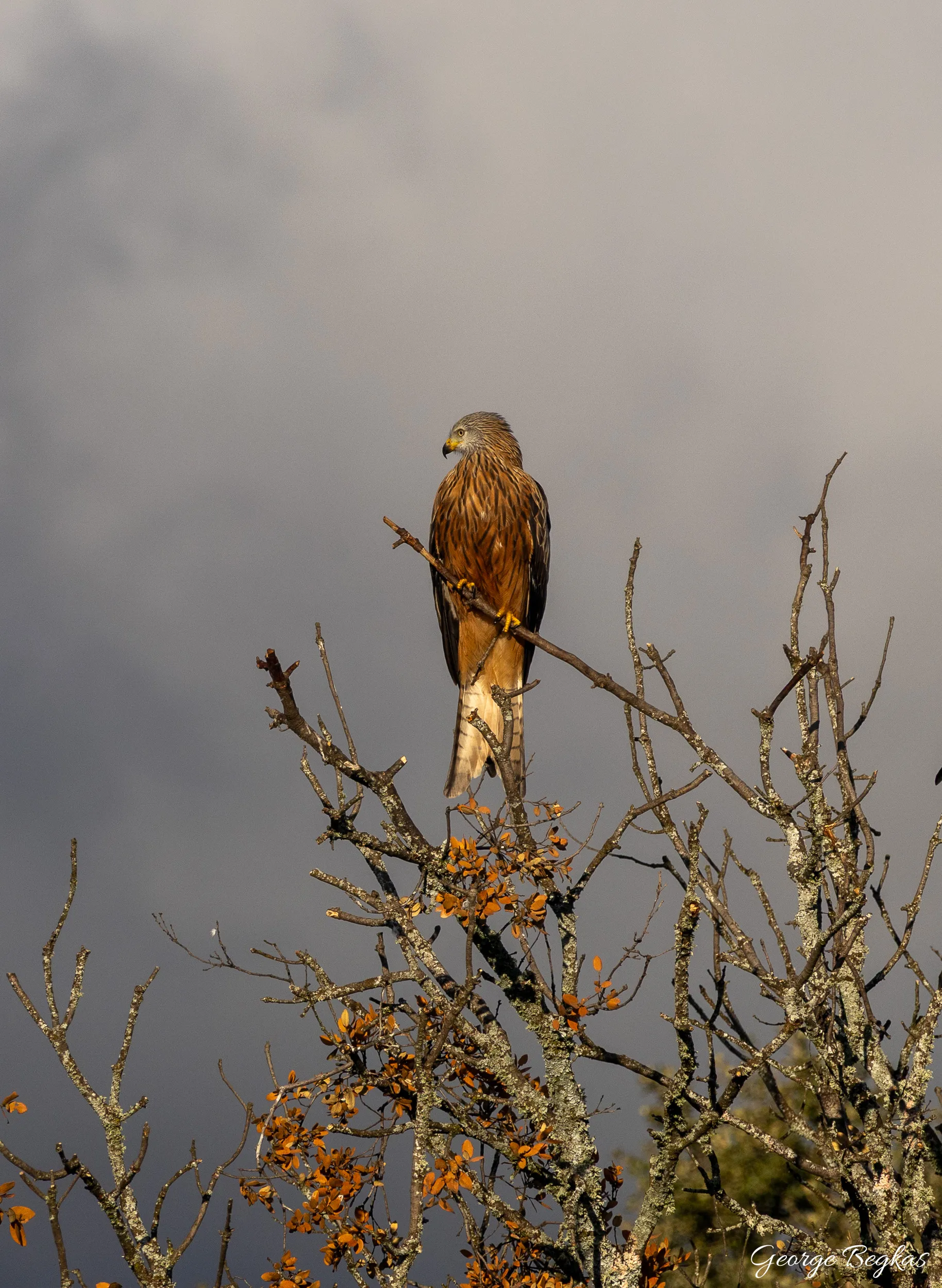 Iberian Wildlife — 48