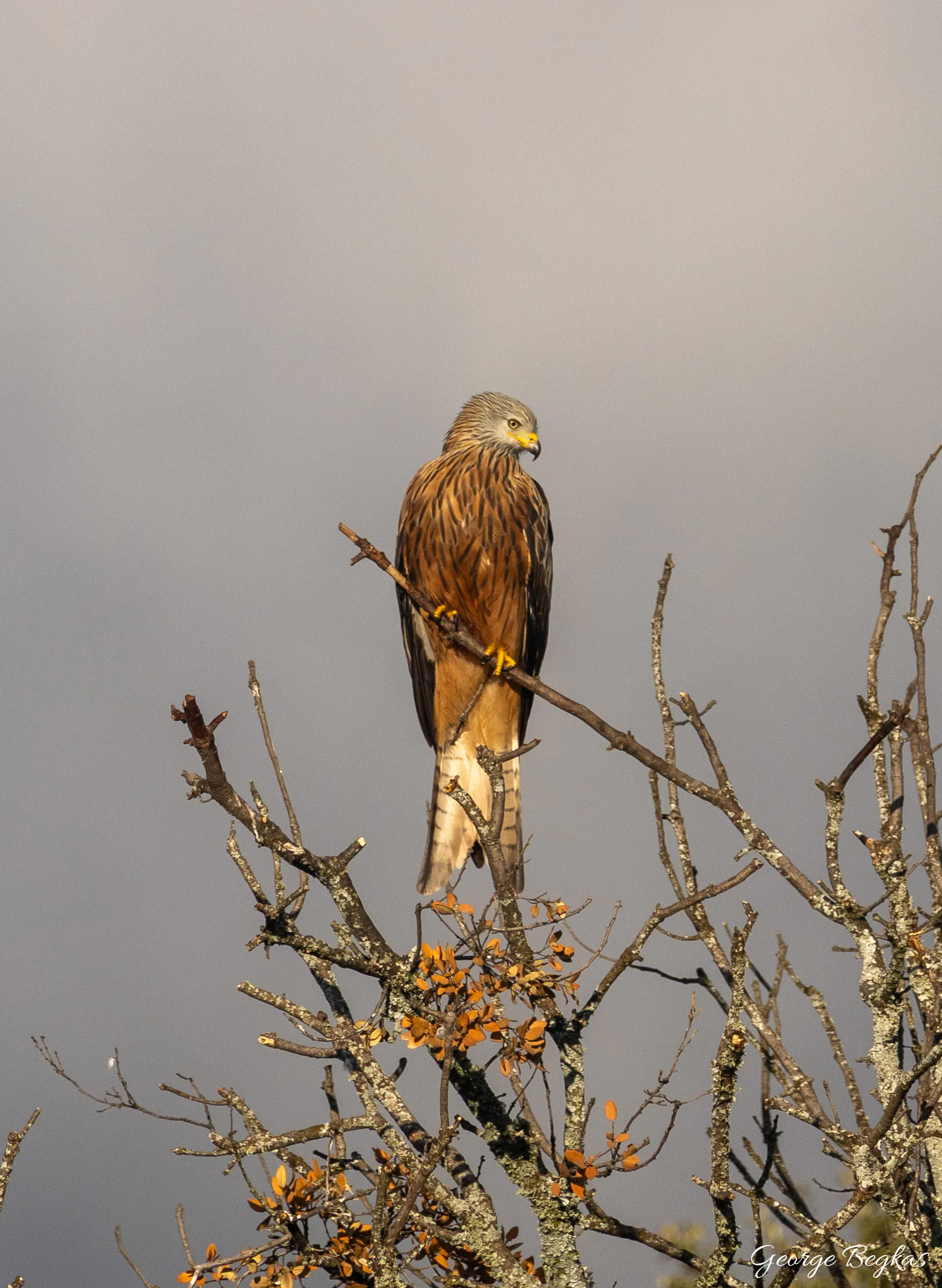 Iberian Wildlife — 49