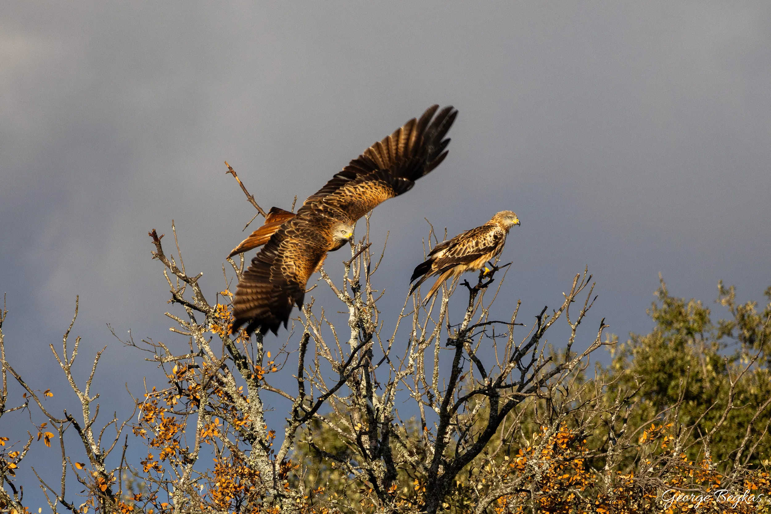 Iberian Wildlife — 50