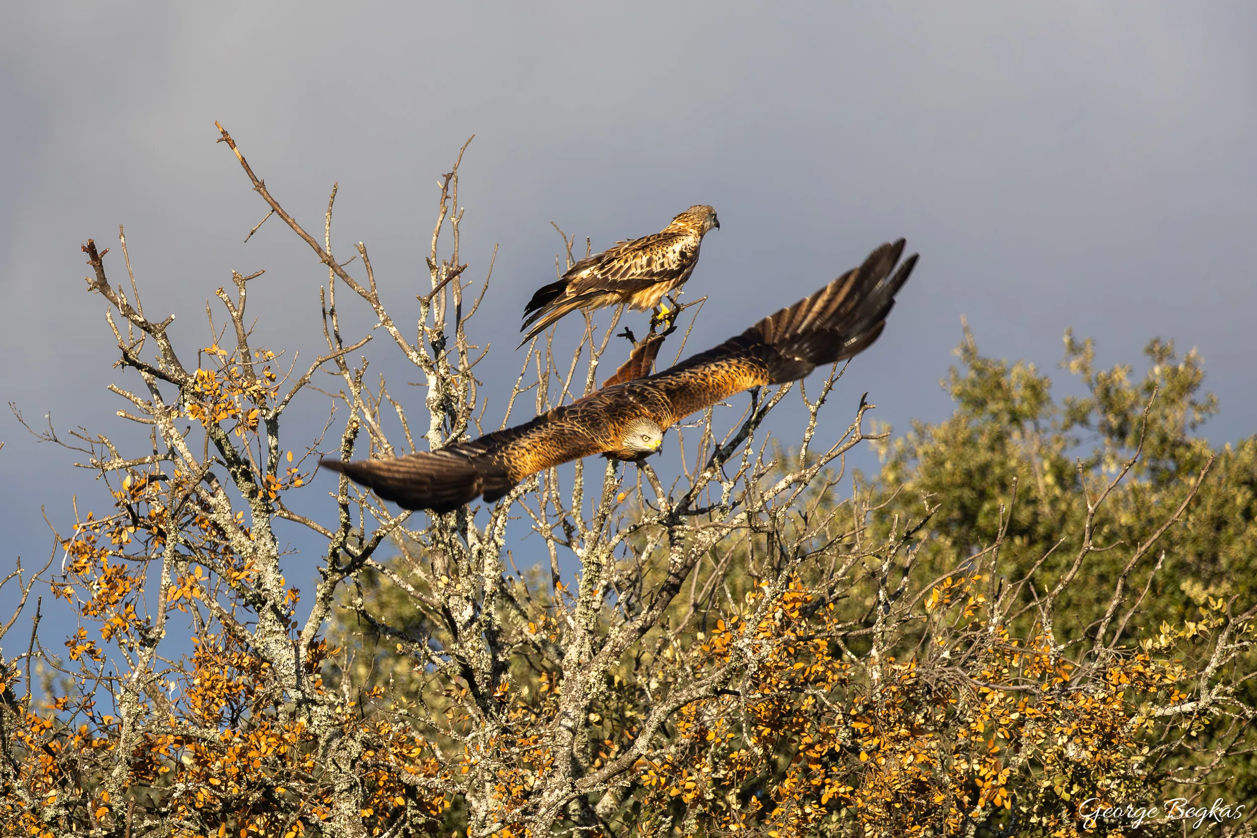 Iberian Wildlife — 51