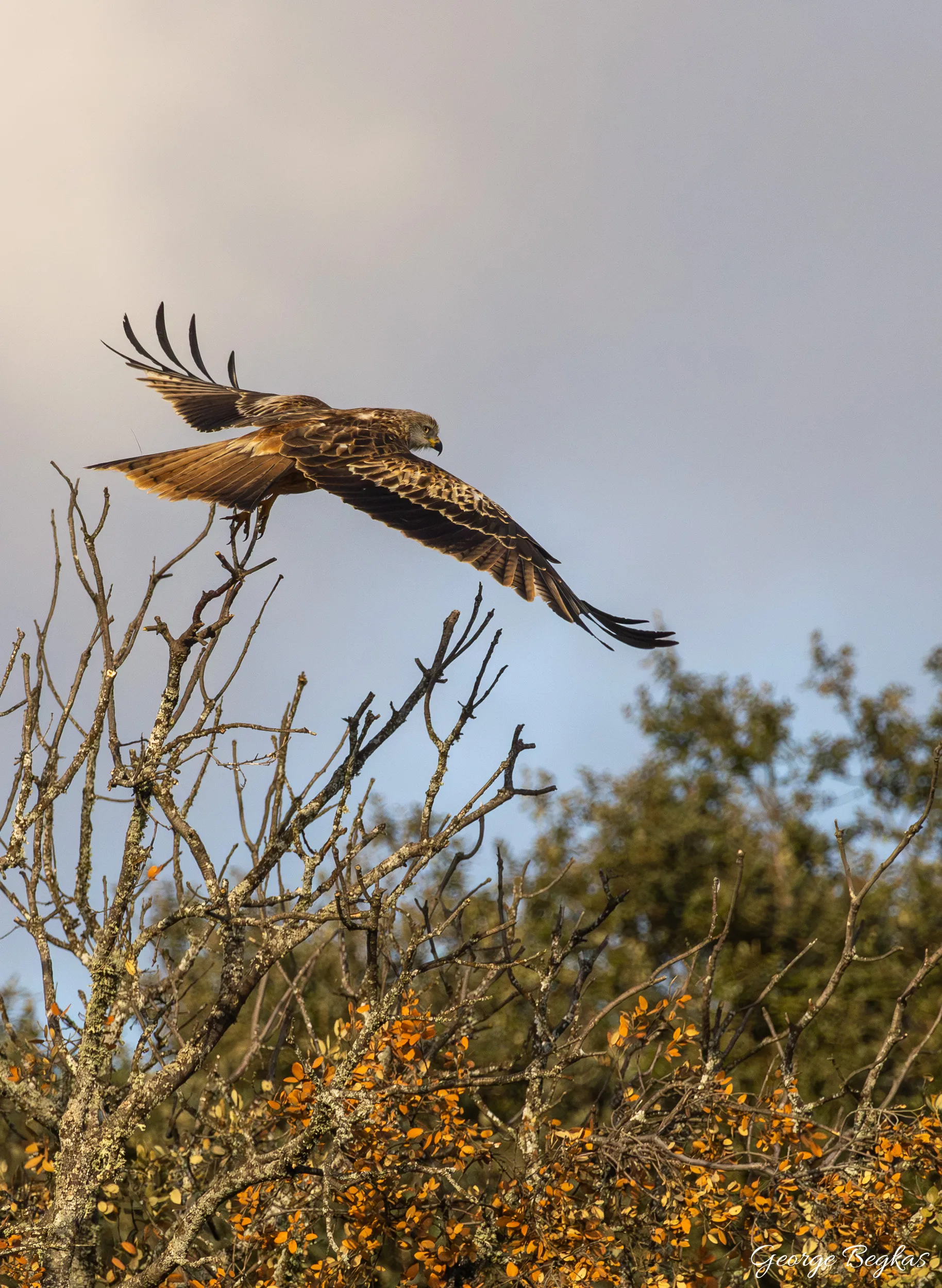Iberian Wildlife — 52
