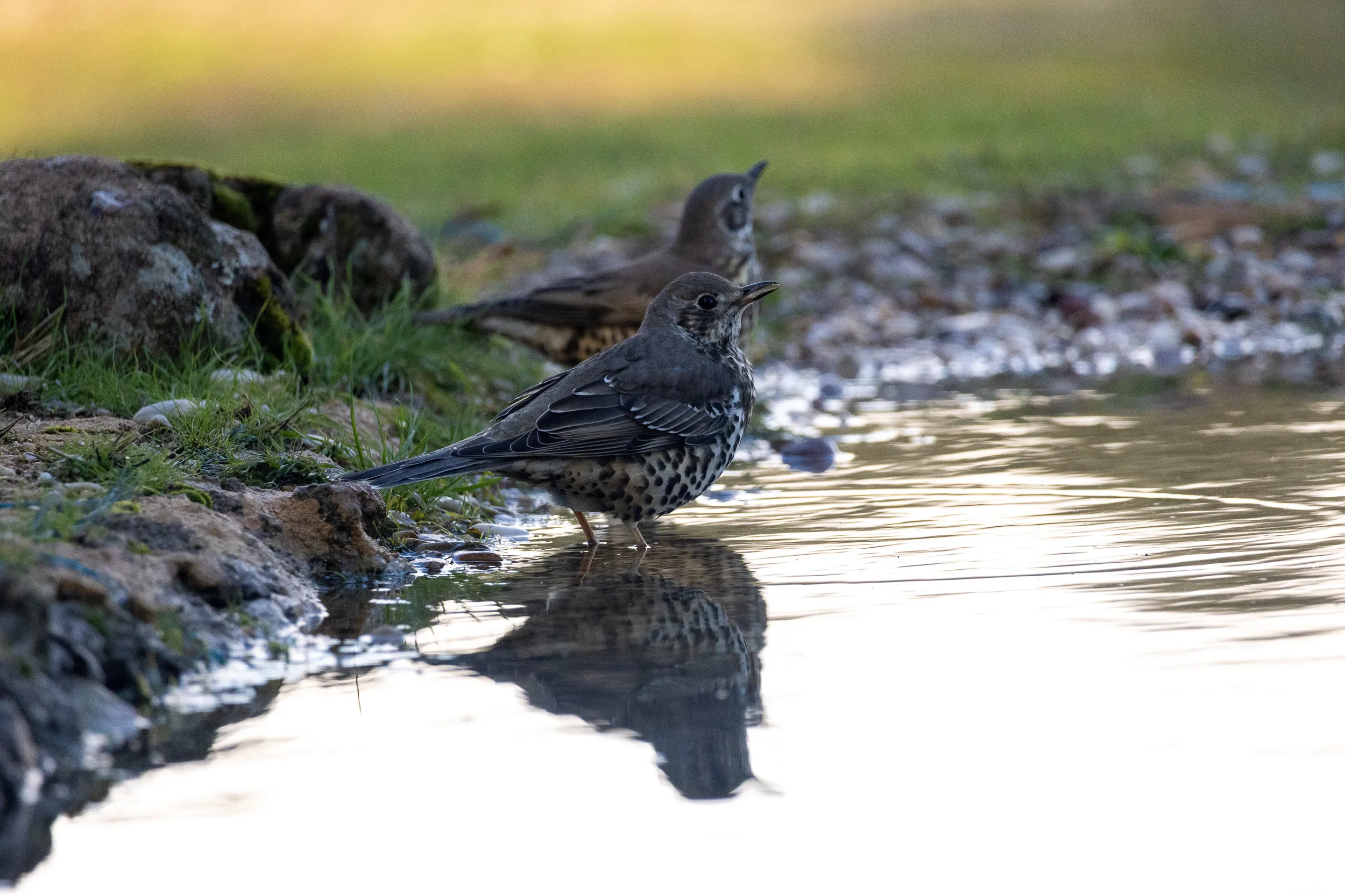 Iberian Wildlife — 53