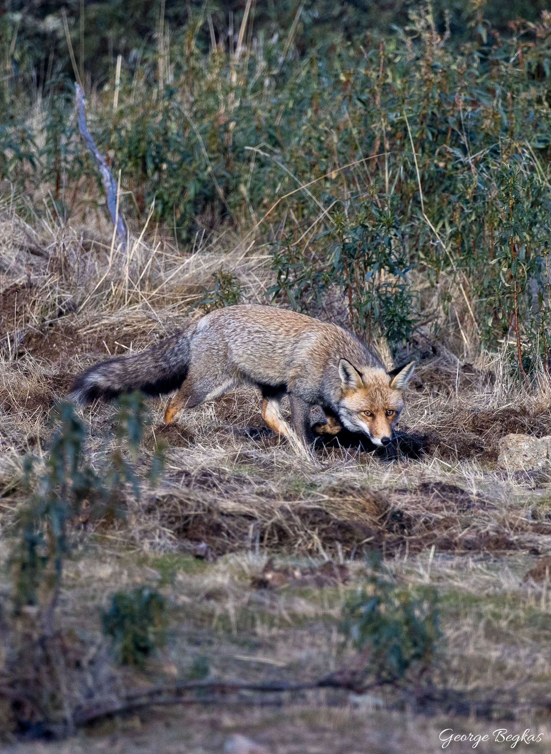 Iberian Wildlife — 54