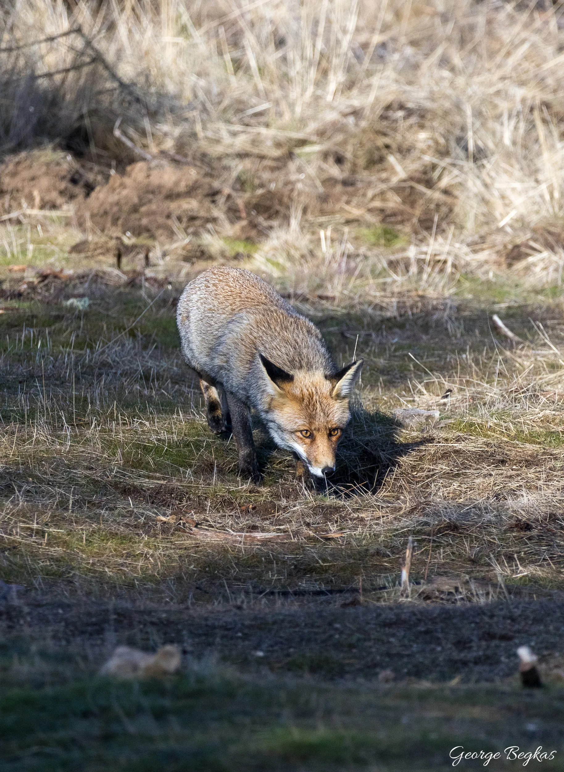 Iberian Wildlife — 55