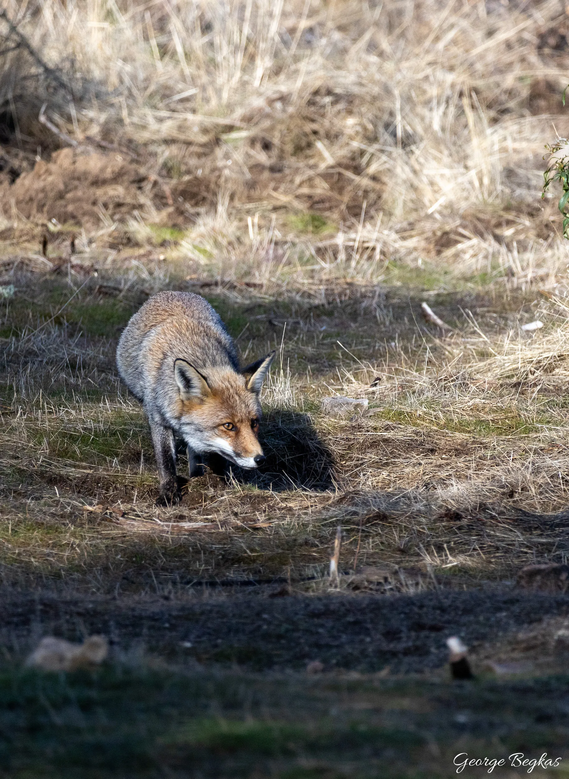Iberian Wildlife — 56