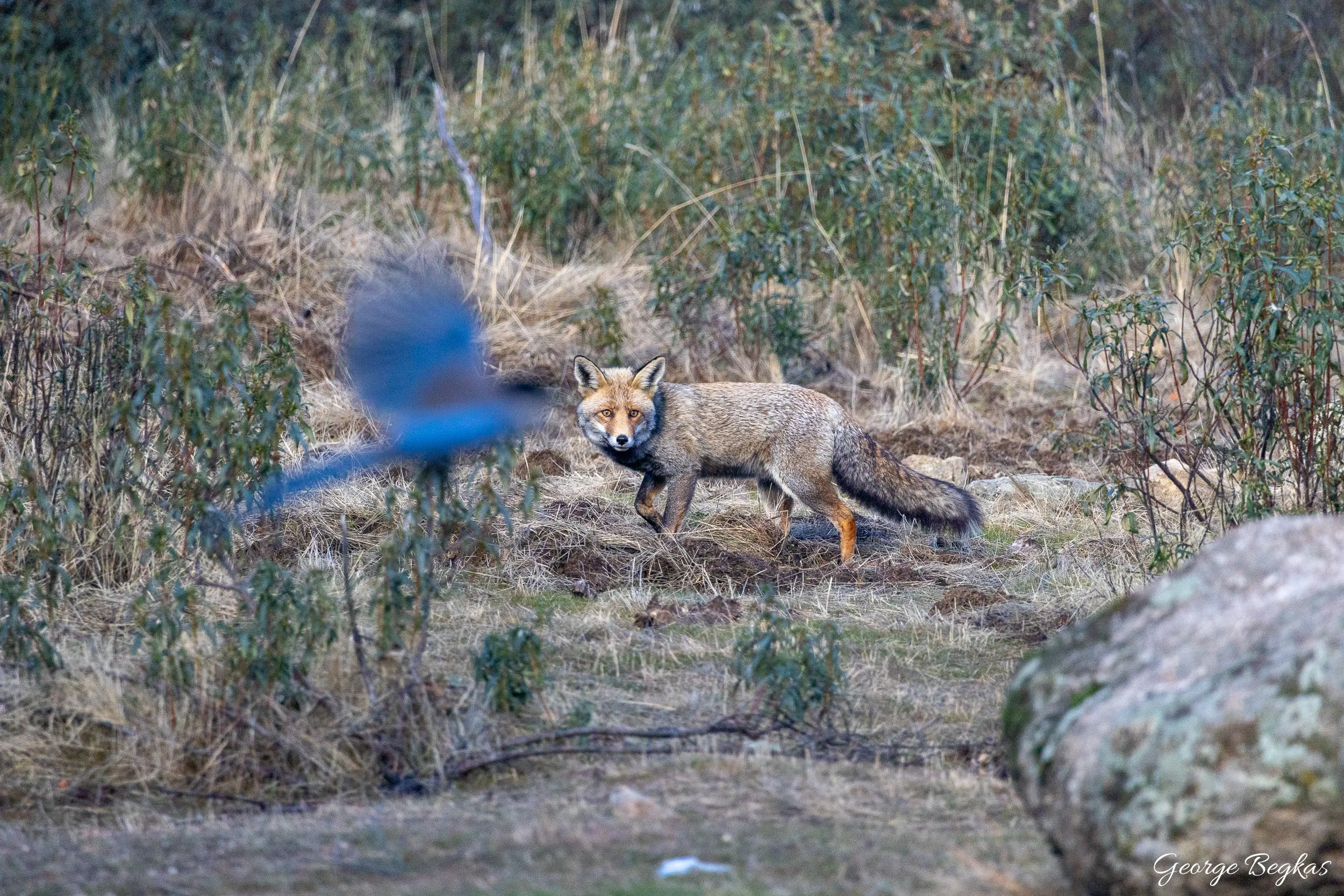 Iberian Wildlife