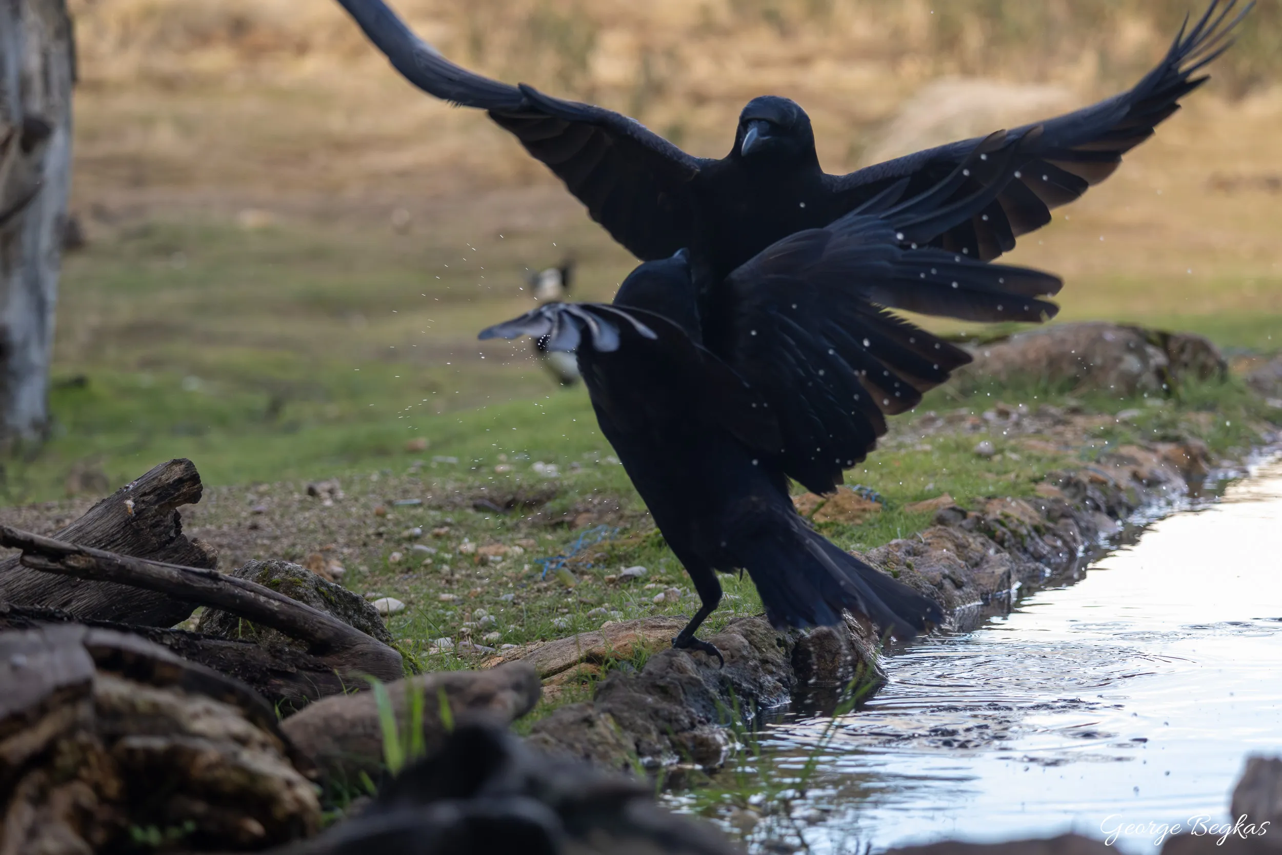 Iberian Wildlife — 58