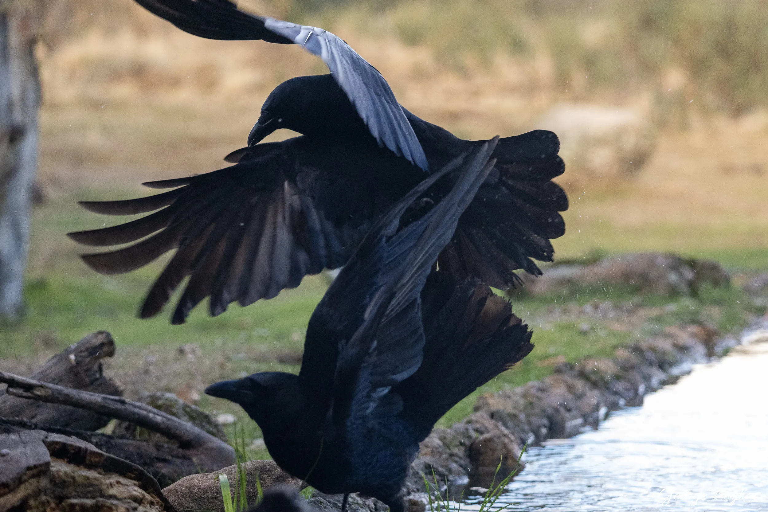 Iberian Wildlife — 59