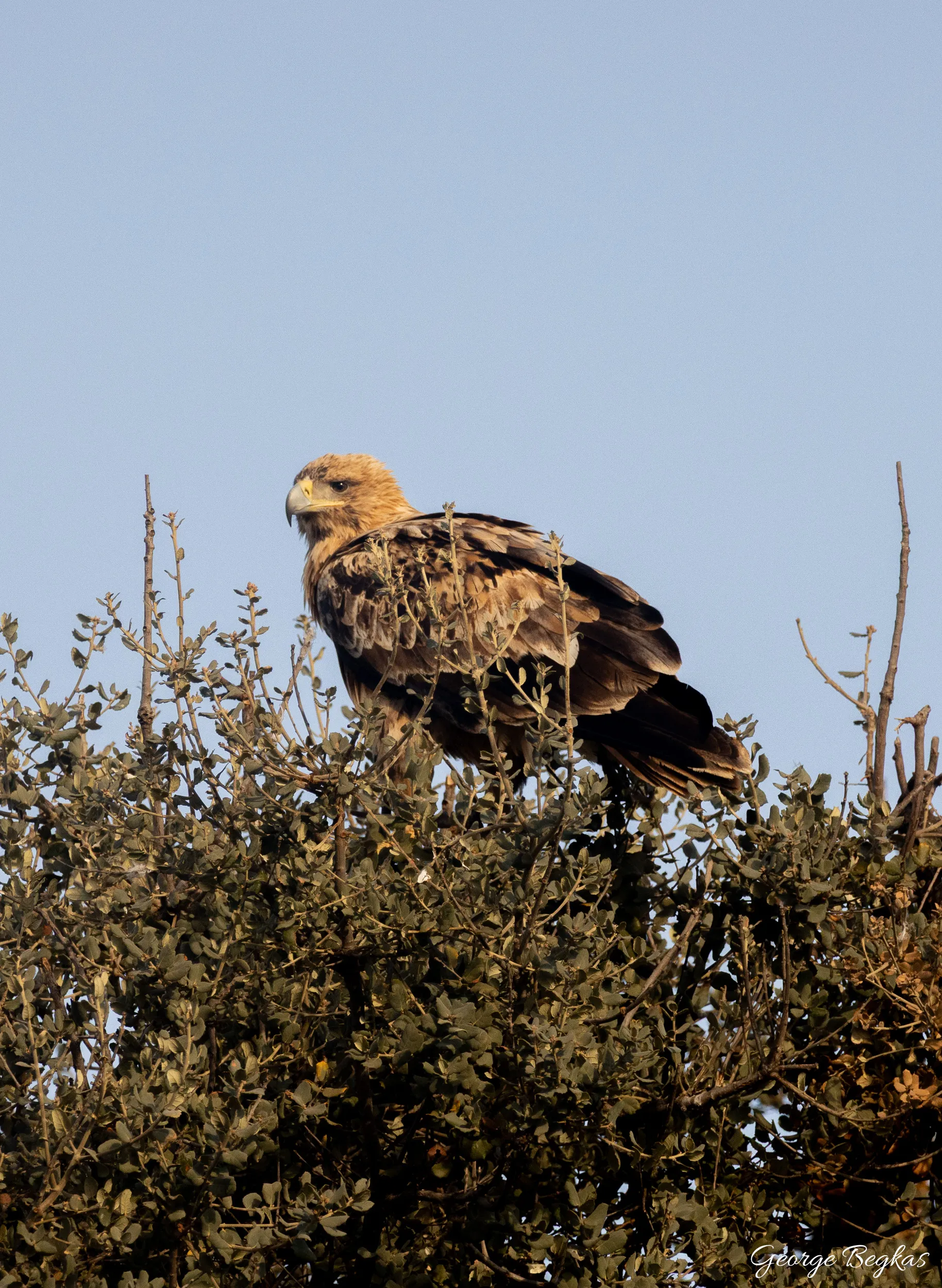 Iberian Wildlife — 60