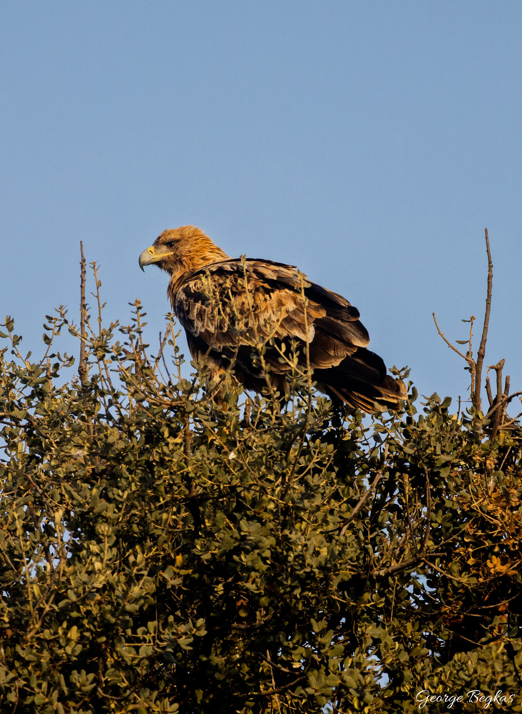 Iberian Wildlife — 61