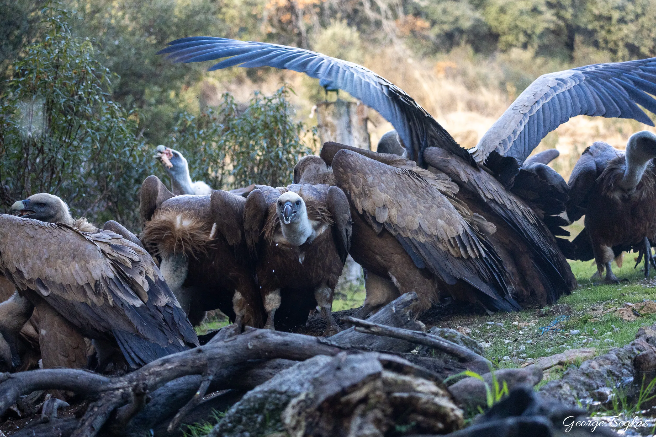 Iberian Wildlife — 62