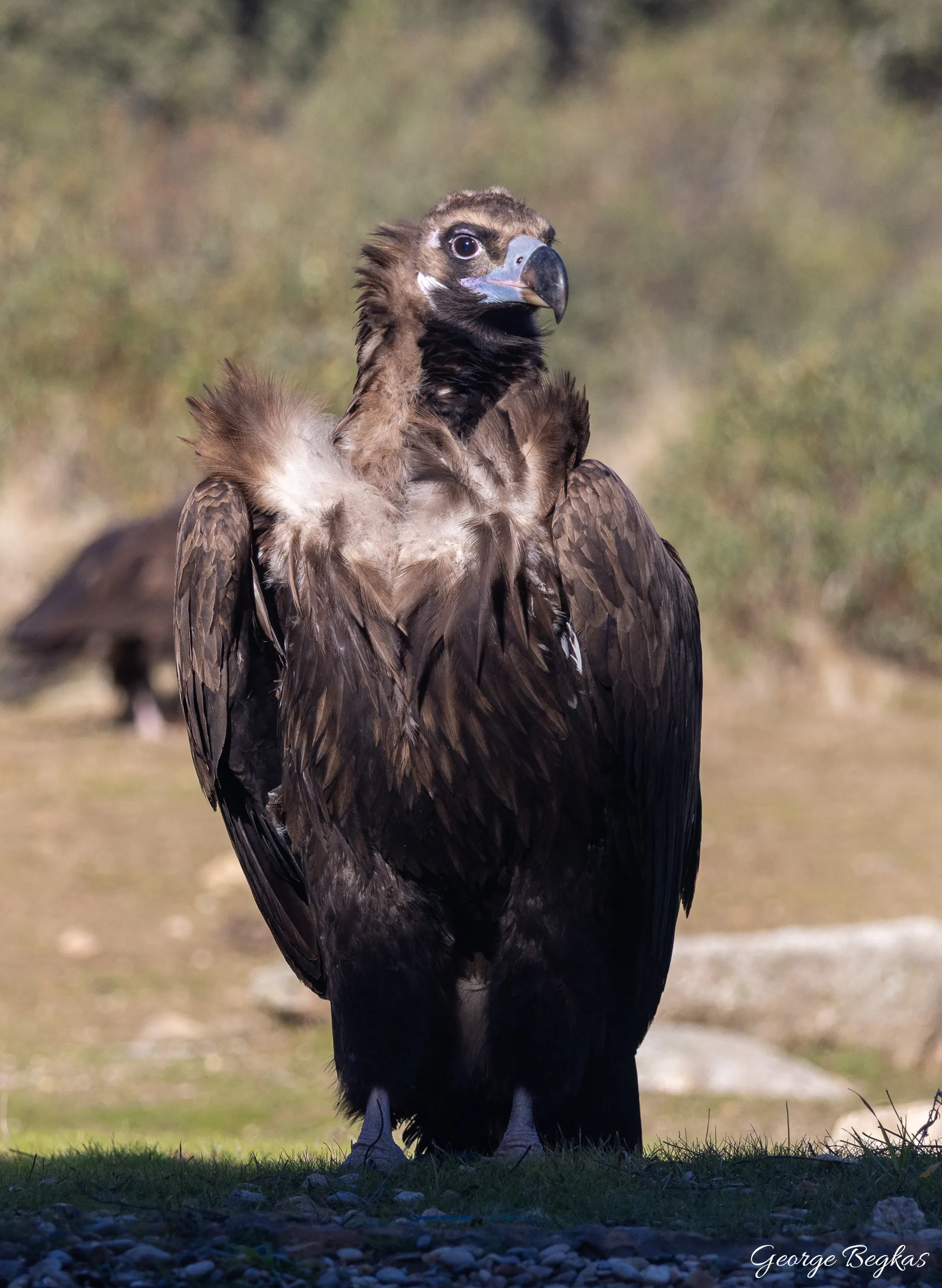 Iberian Wildlife — 63