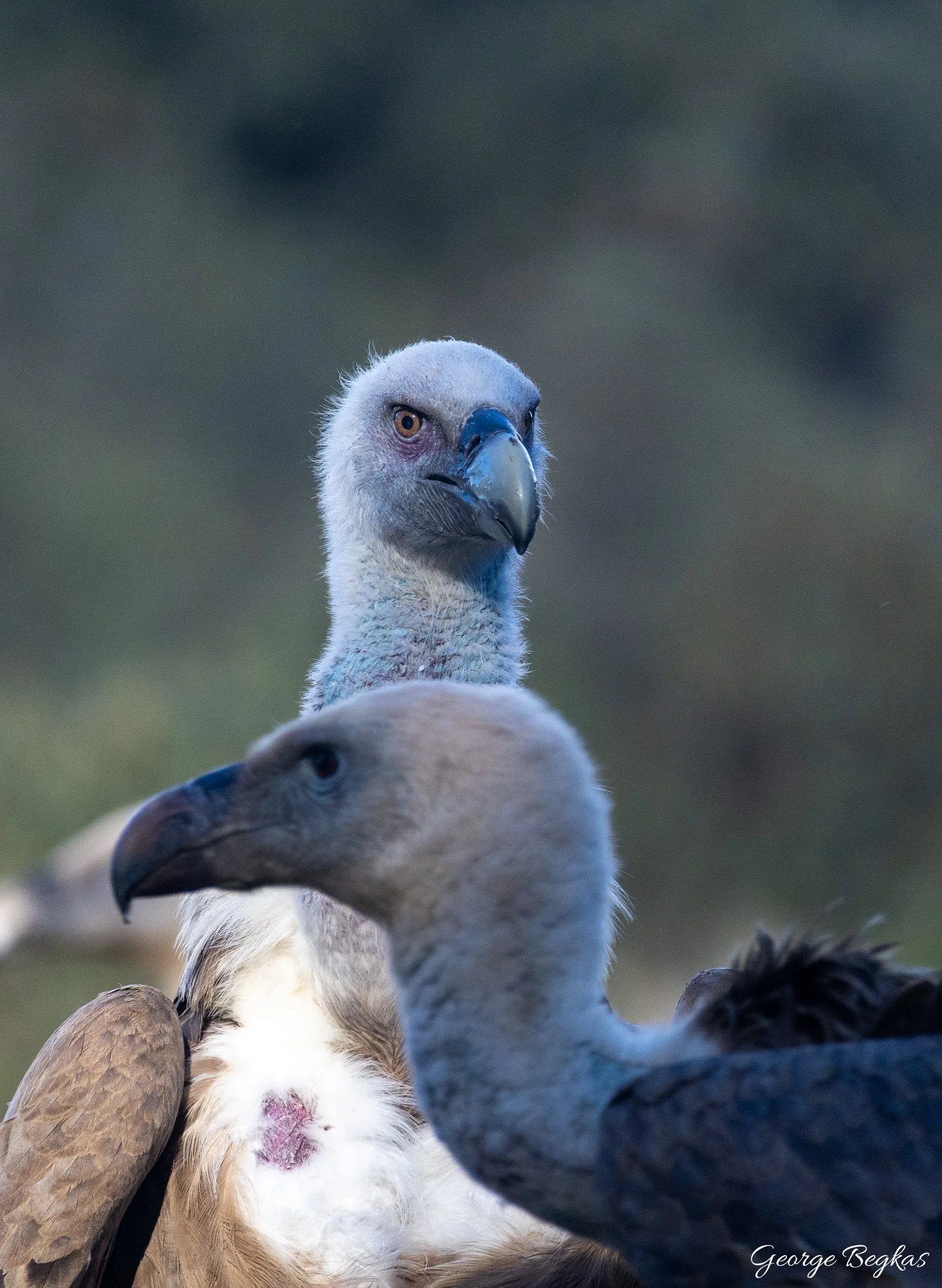 Iberian Wildlife — 64