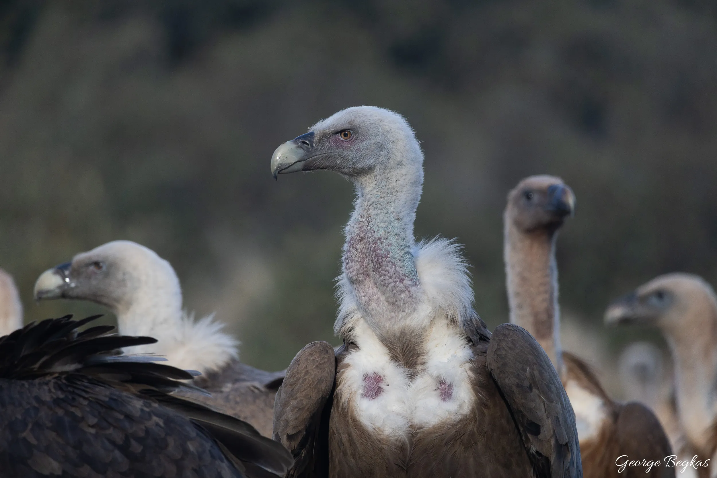 Iberian Wildlife — 65