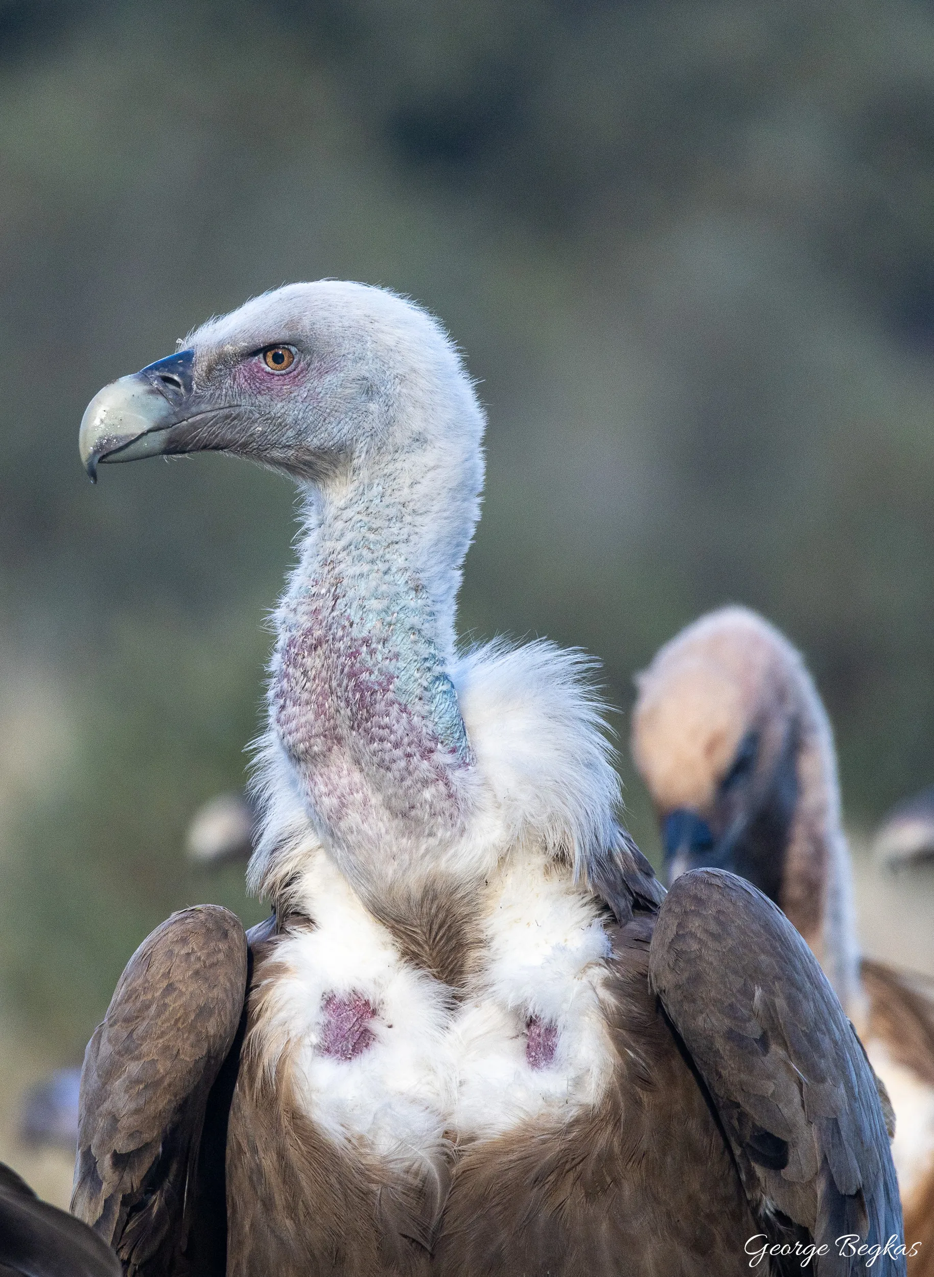 Iberian Wildlife — 66