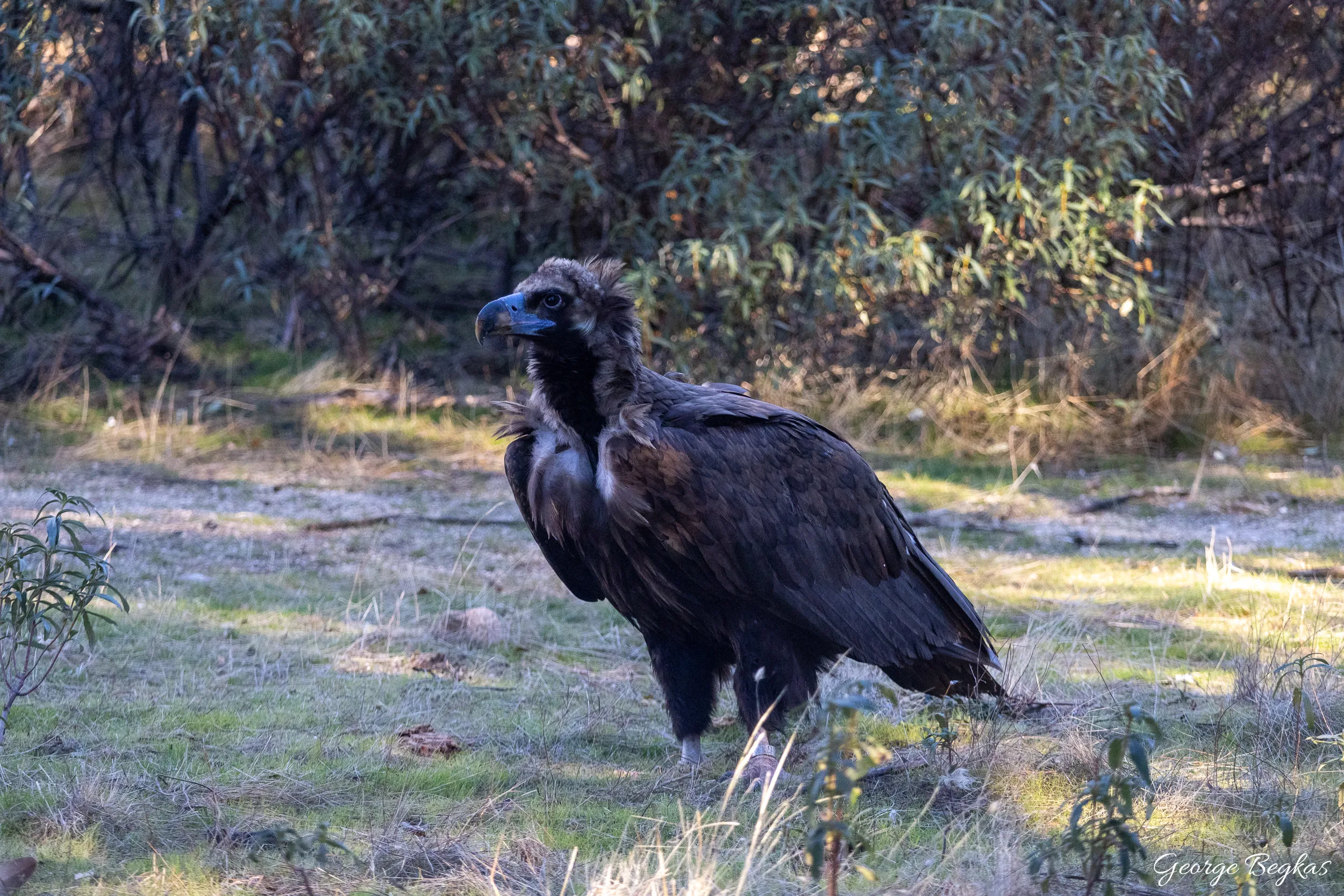 Iberian Wildlife — 67