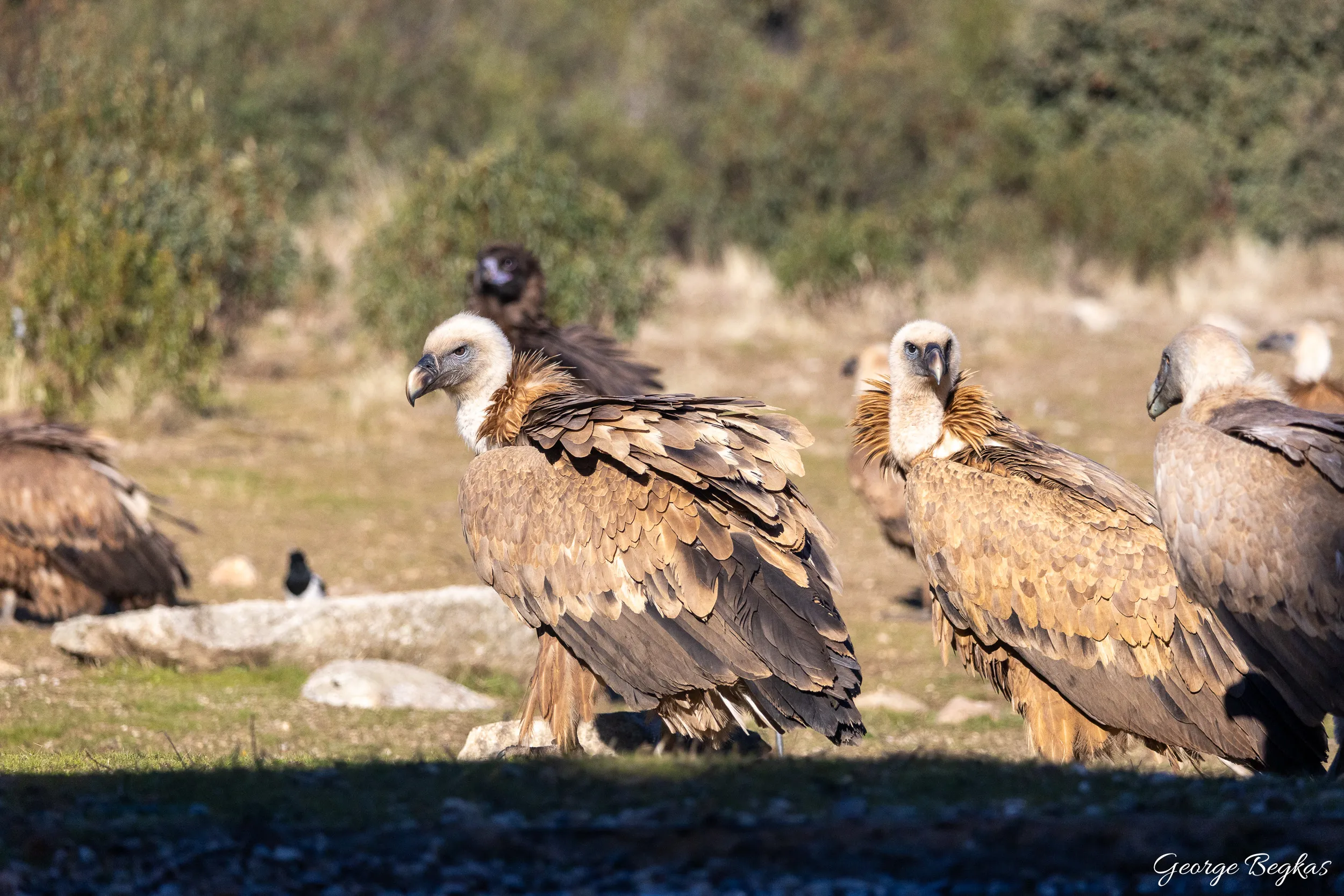Iberian Wildlife — 68