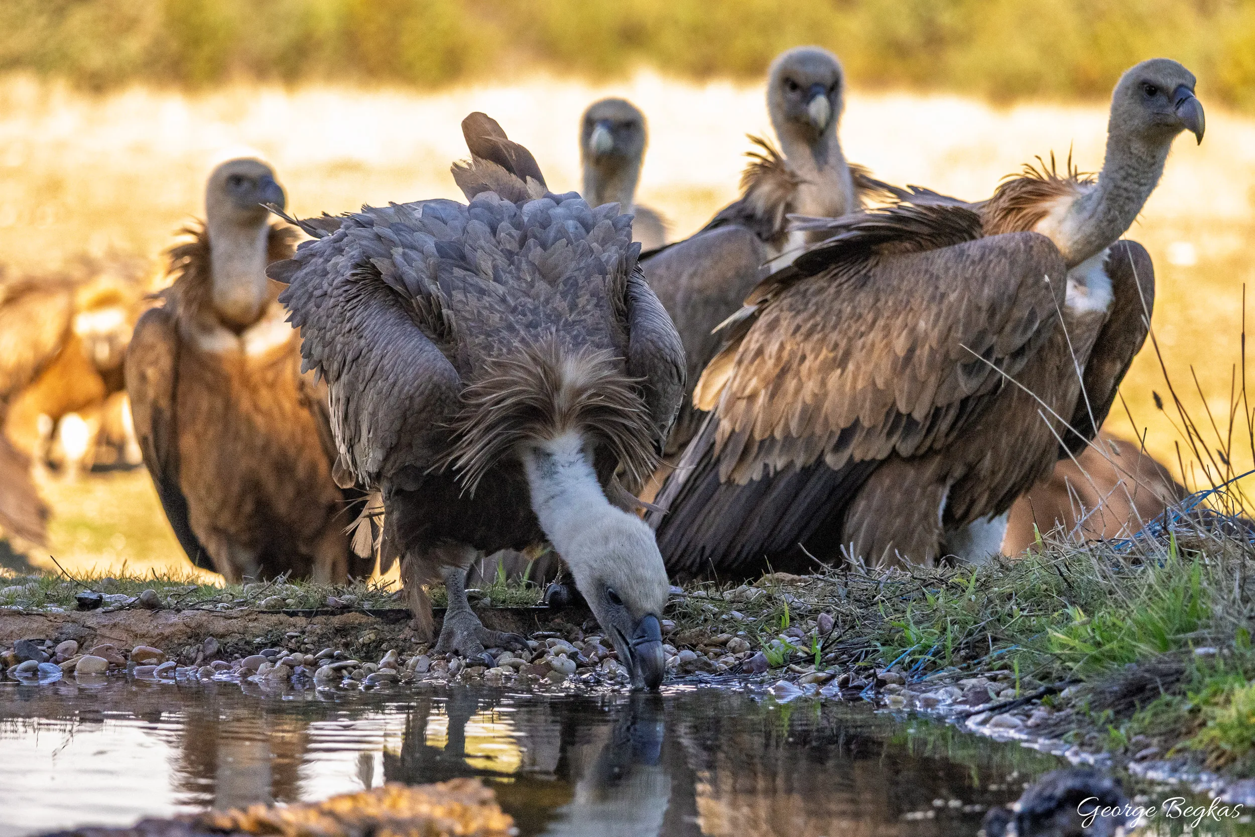 Iberian Wildlife — 69