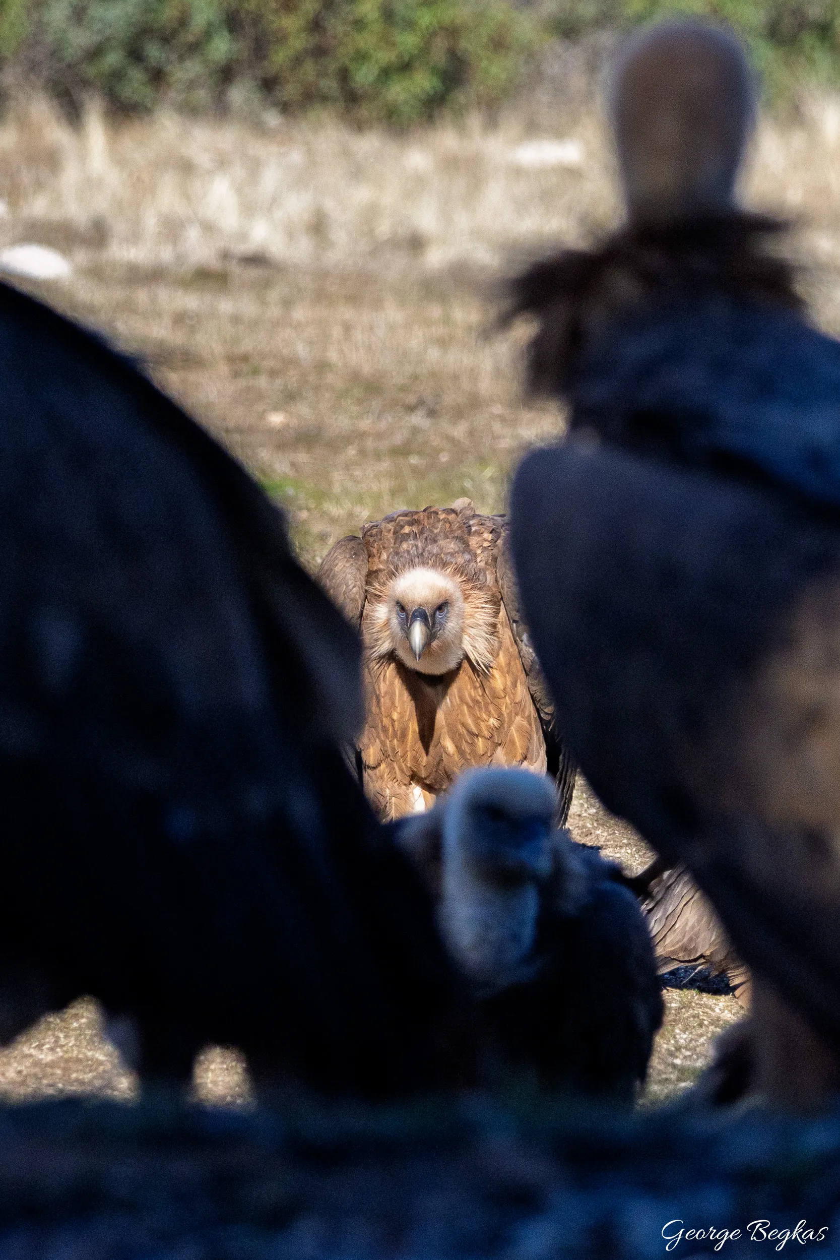 Iberian Wildlife — 70