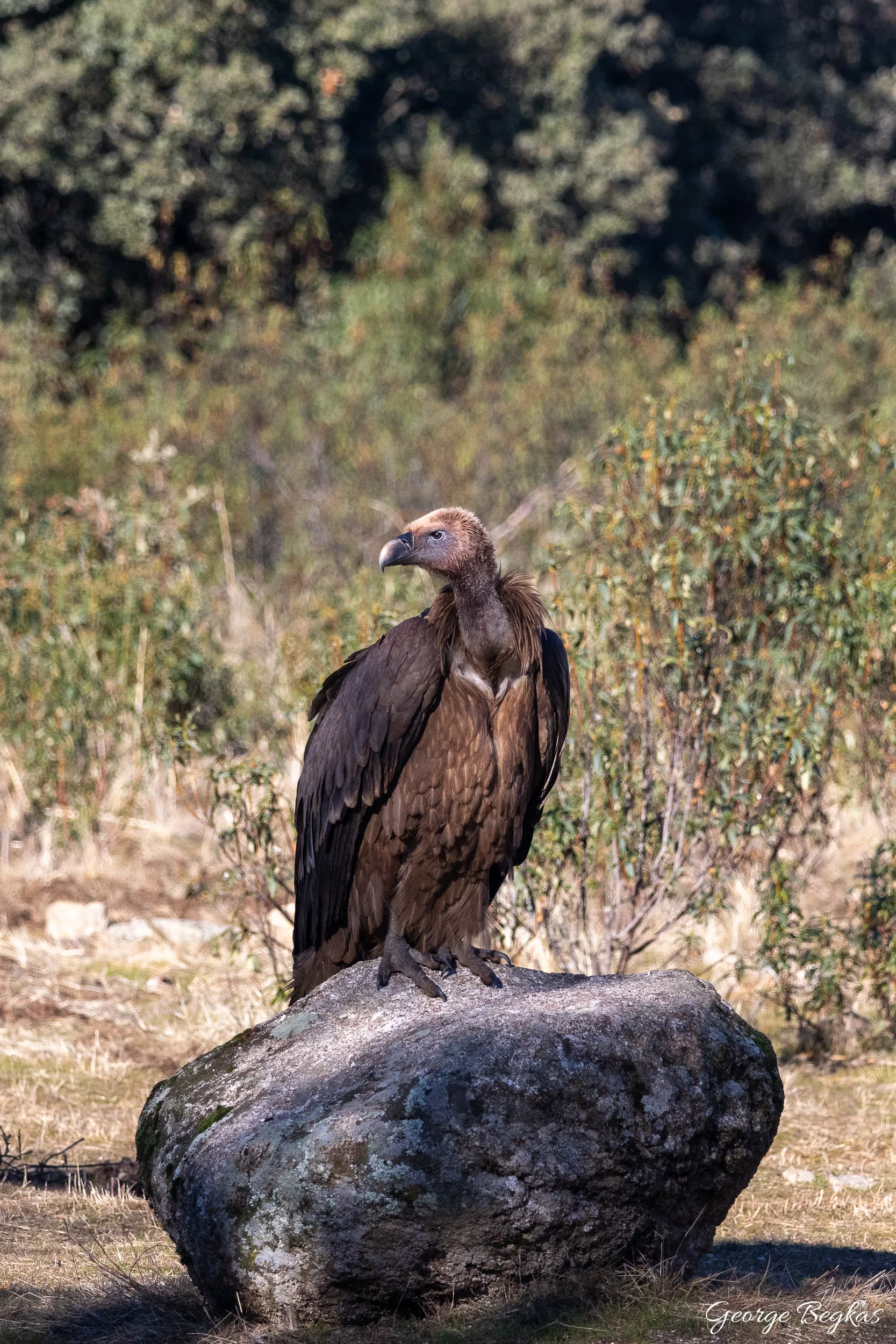 Iberian Wildlife — 71