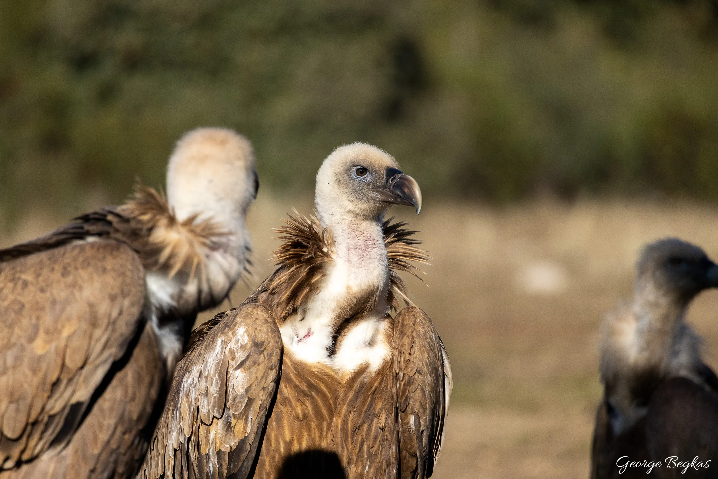 Iberian Wildlife — 72