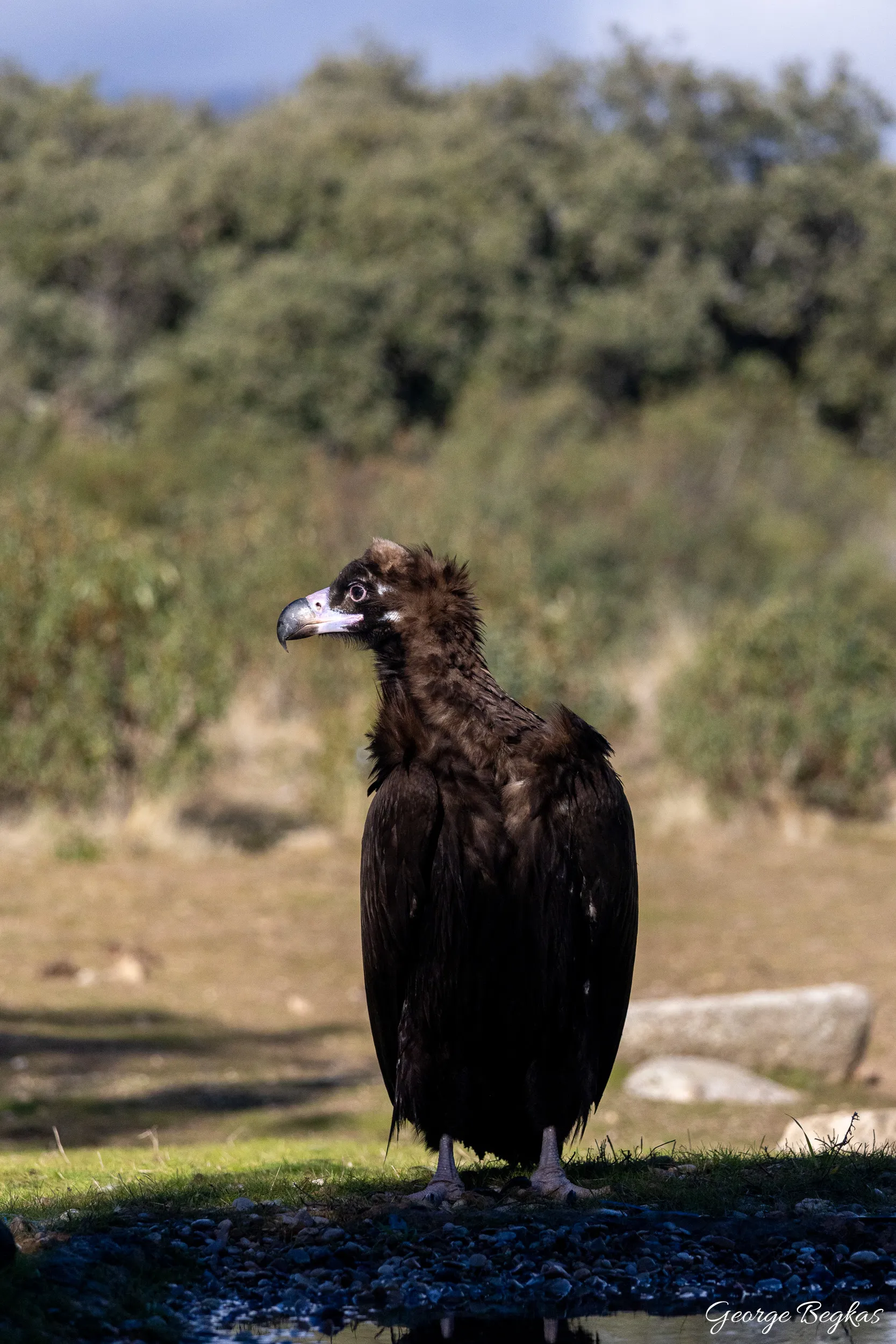 Iberian Wildlife — 73