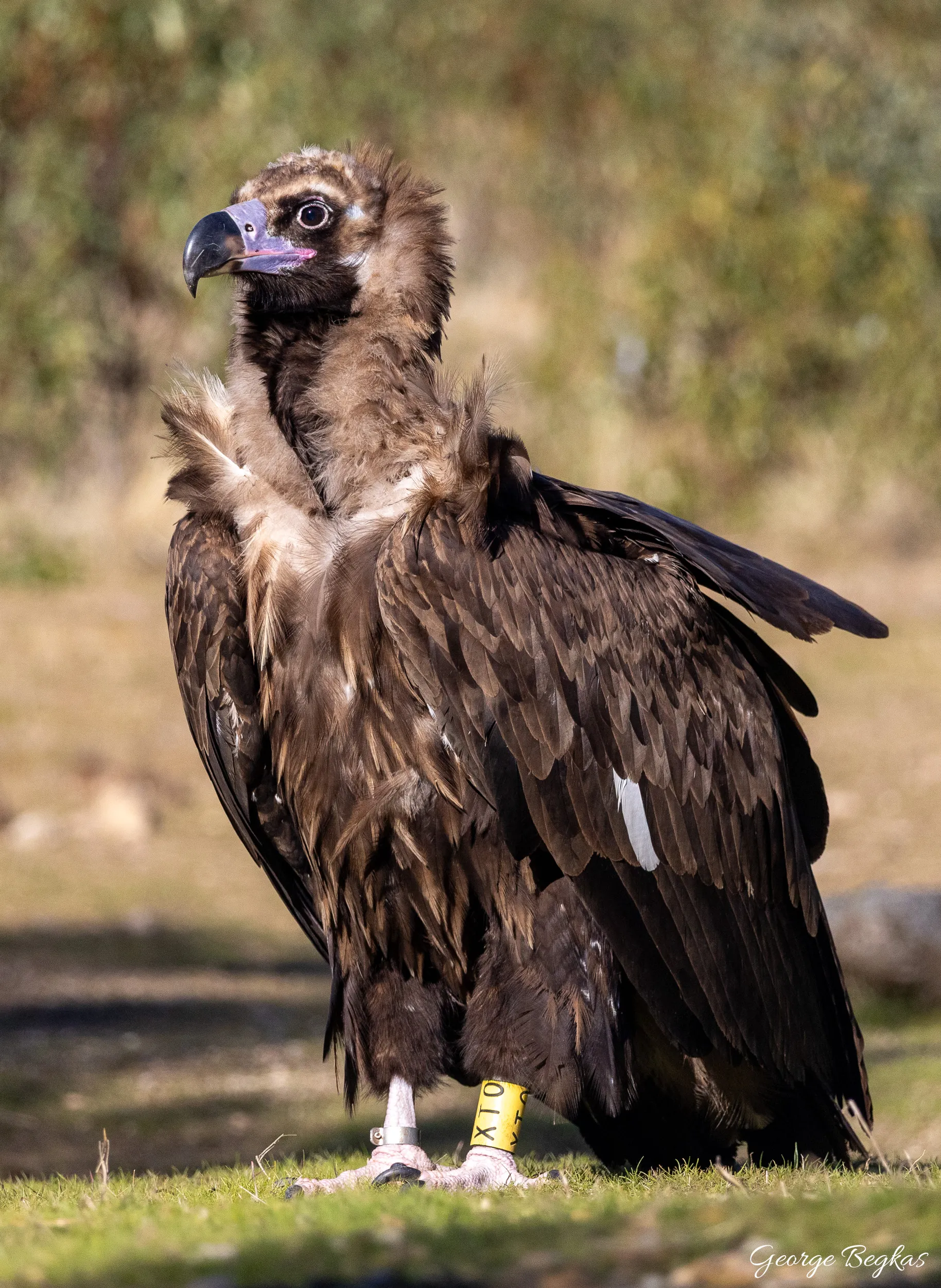 Iberian Wildlife — 74
