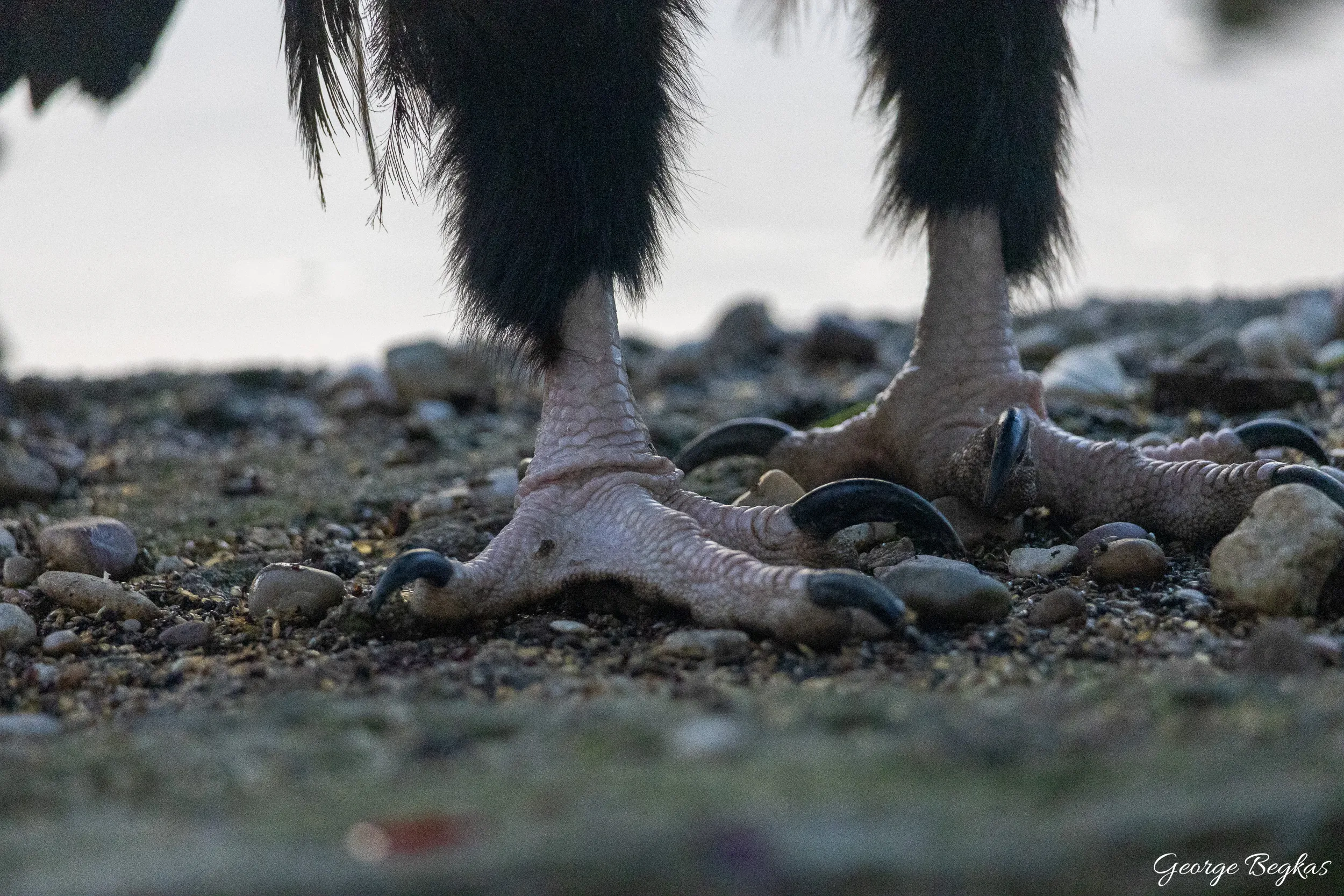 Iberian Wildlife — 75