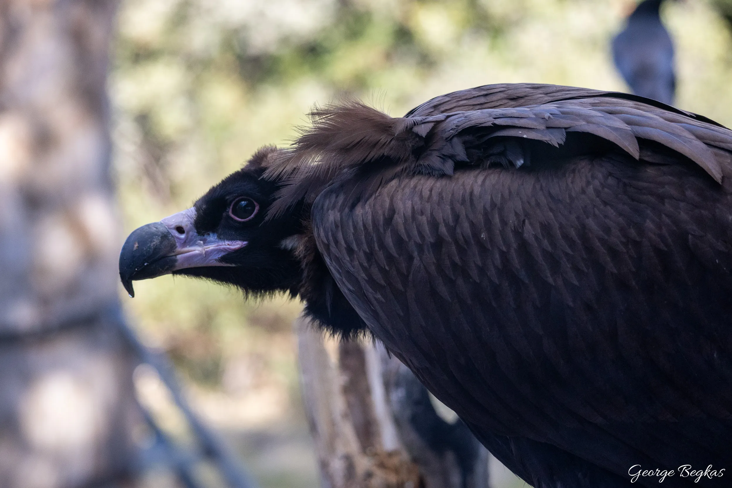 Iberian Wildlife — 76
