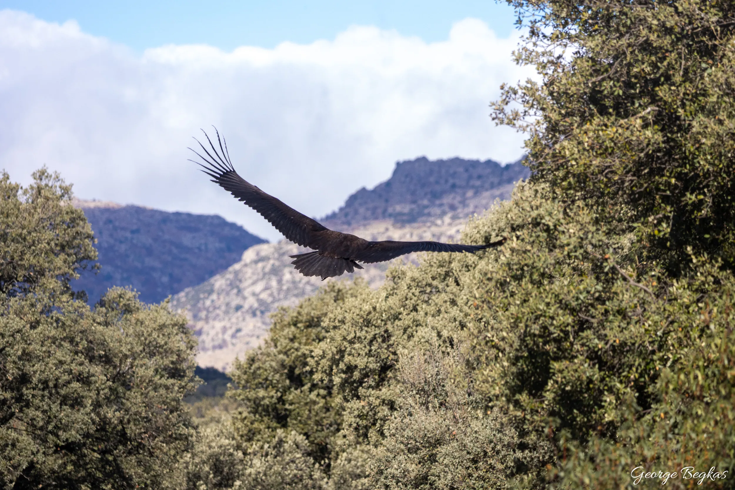 Iberian Wildlife — 77