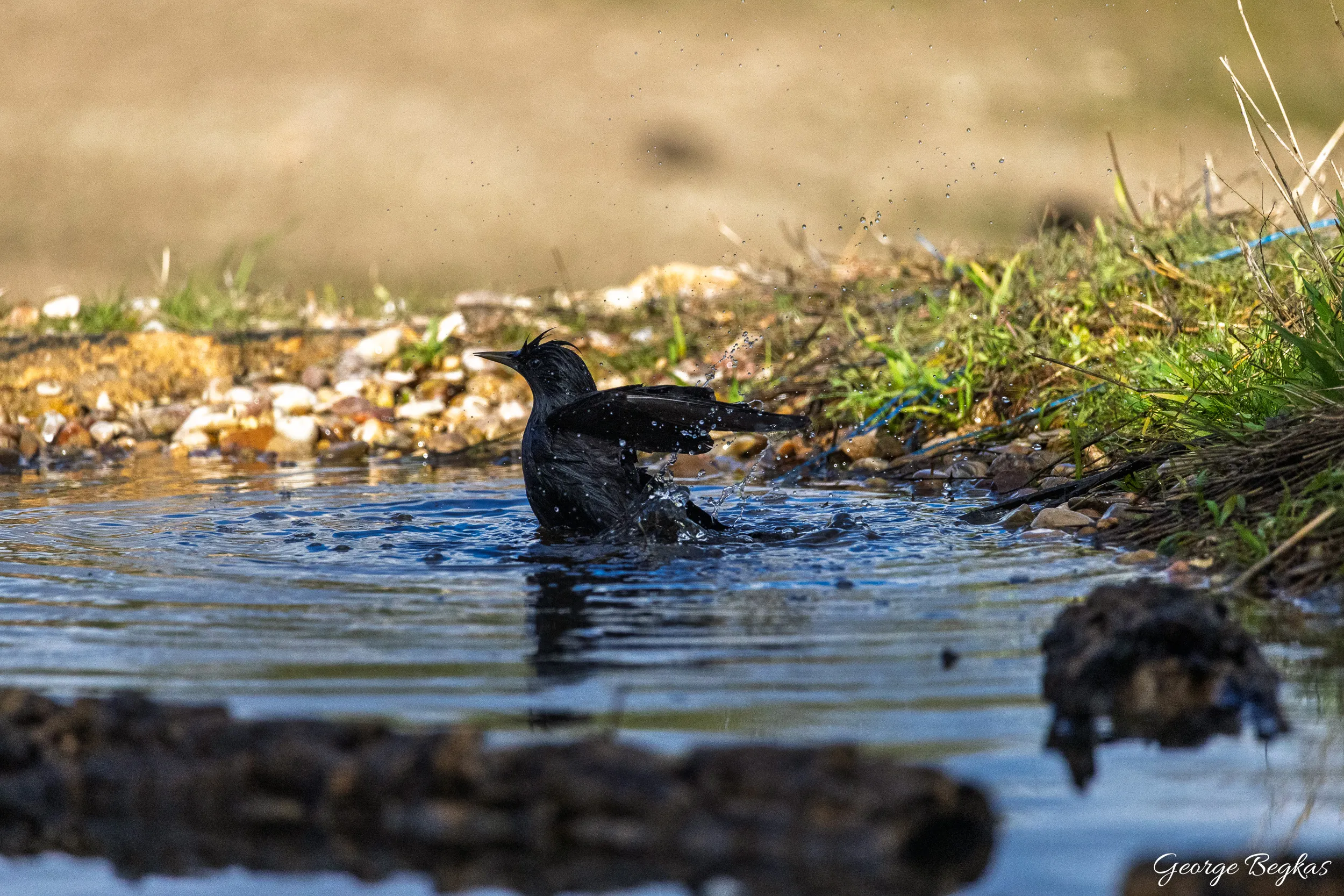 Iberian Wildlife — 78
