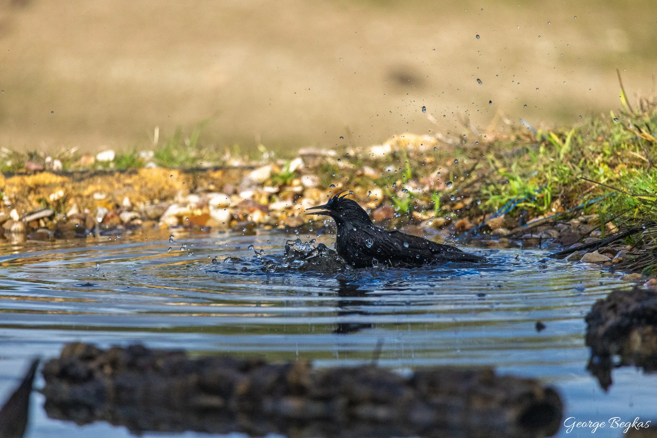Iberian Wildlife — 79