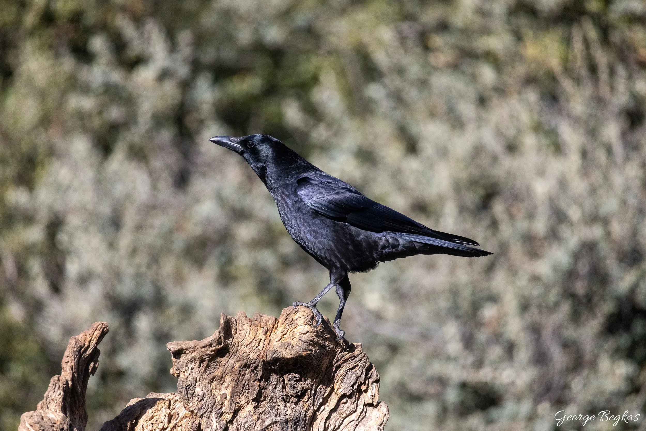 Iberian Wildlife — 80