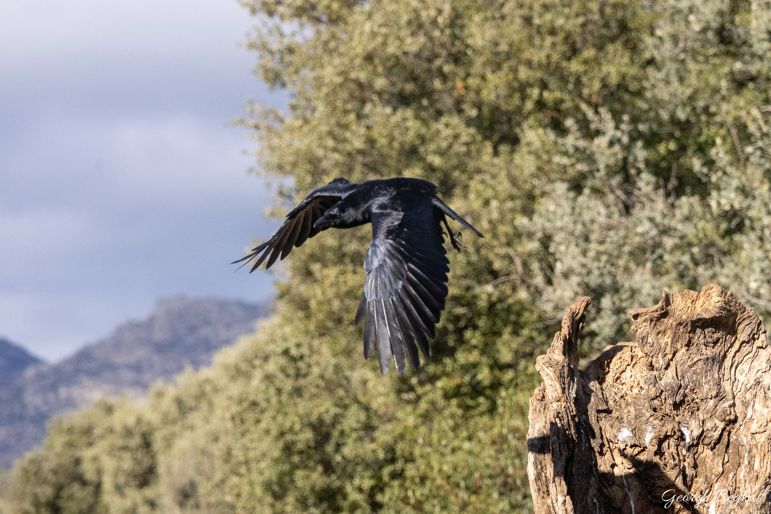 Iberian Wildlife — 81
