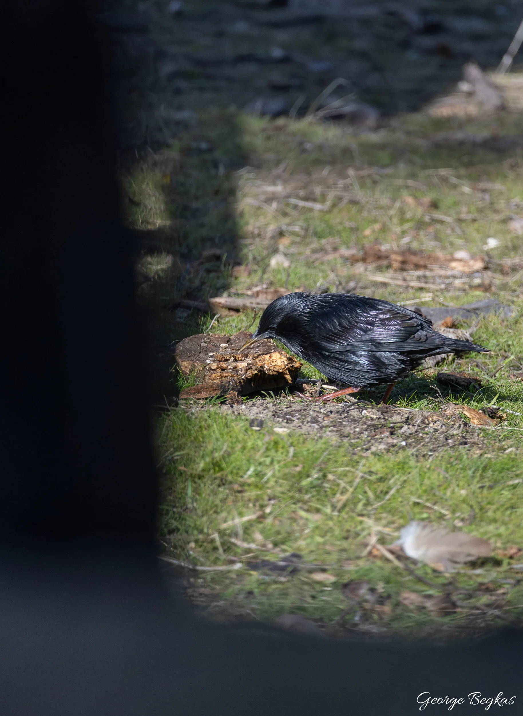 Iberian Wildlife — 82