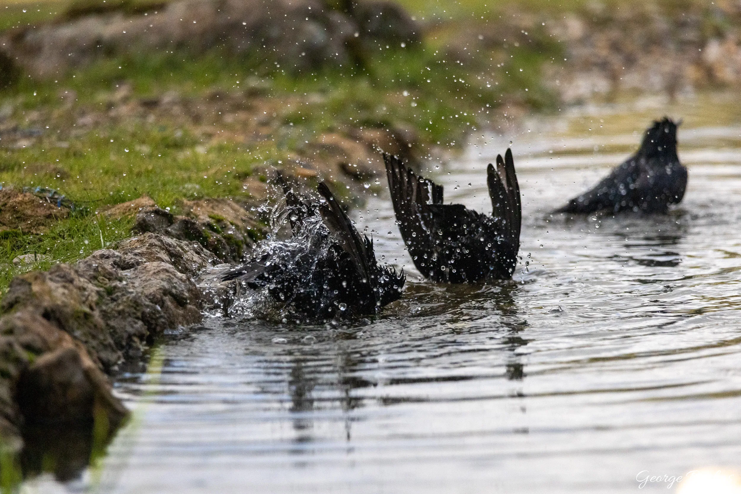 Iberian Wildlife — 83