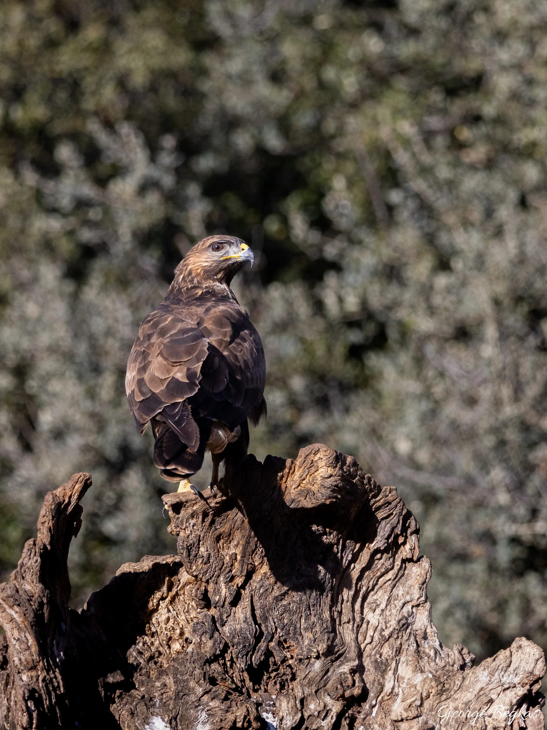 Iberian Wildlife — 84