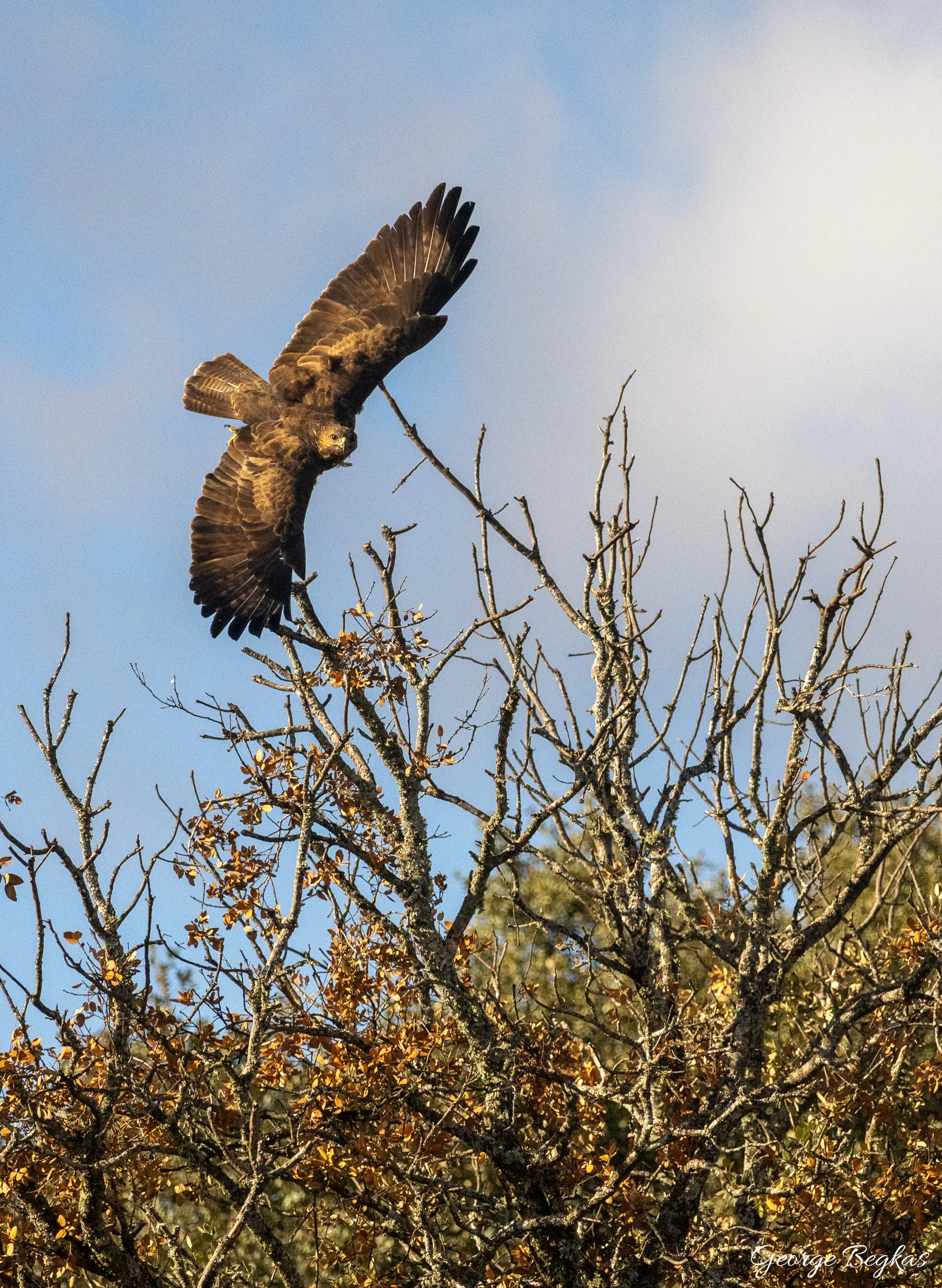 Iberian Wildlife — 85