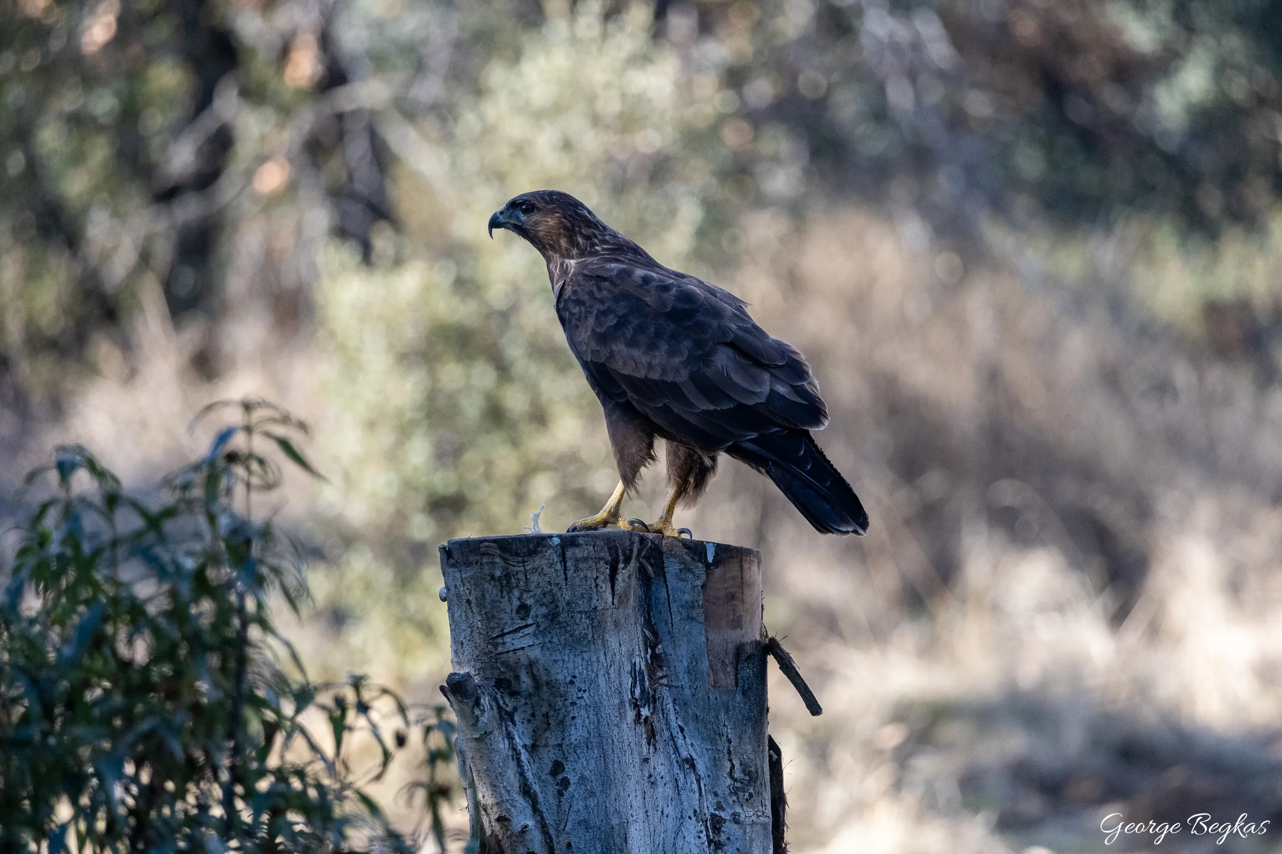Iberian Wildlife — 86