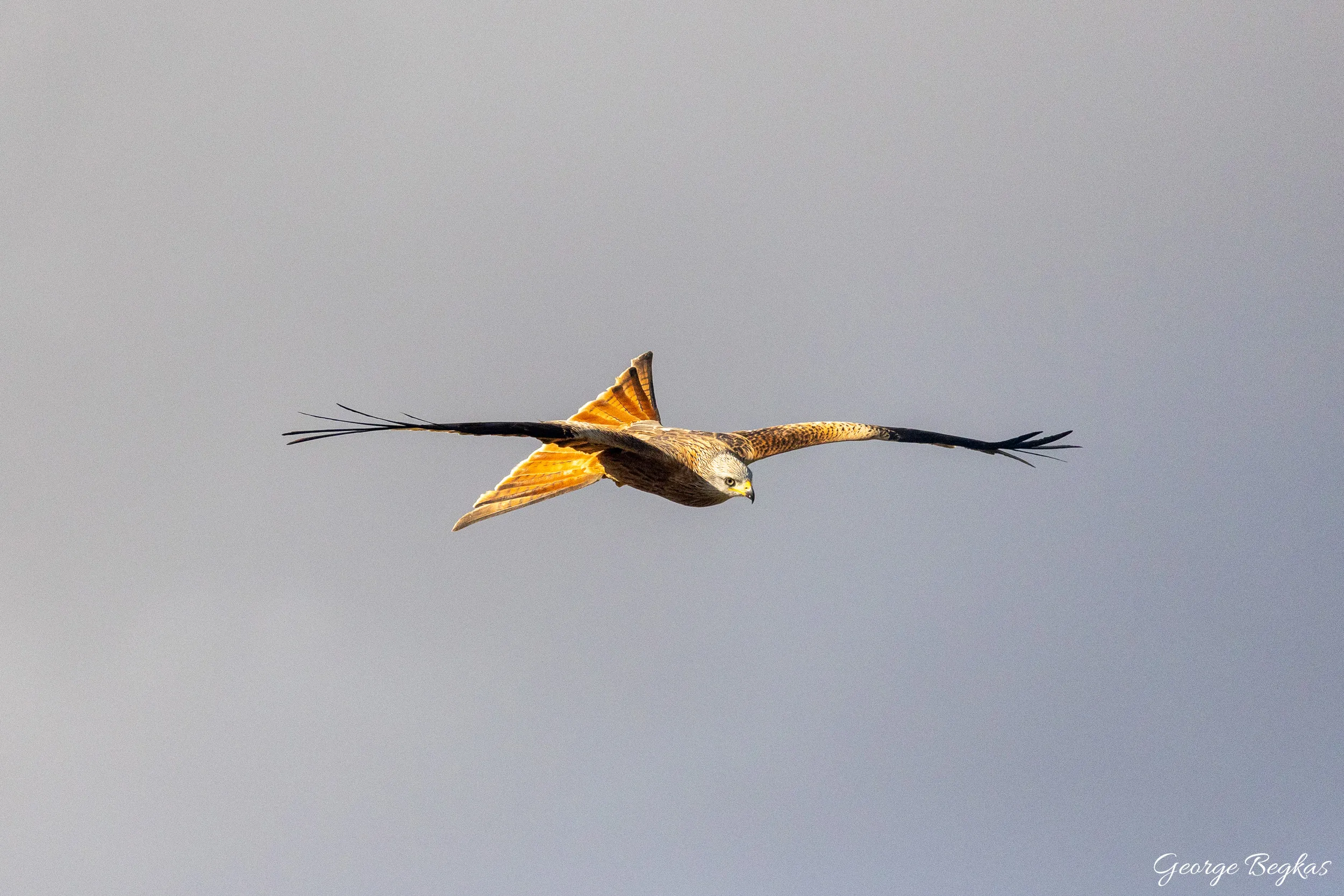 Iberian Wildlife — 87