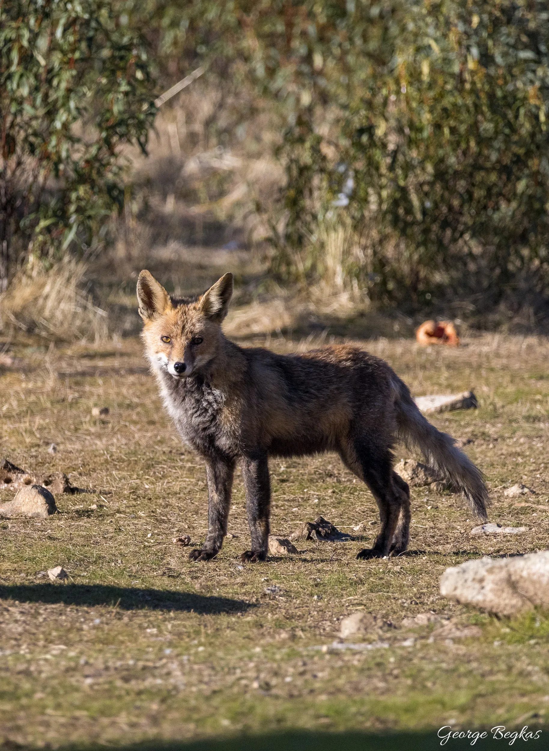 Iberian Wildlife — 88